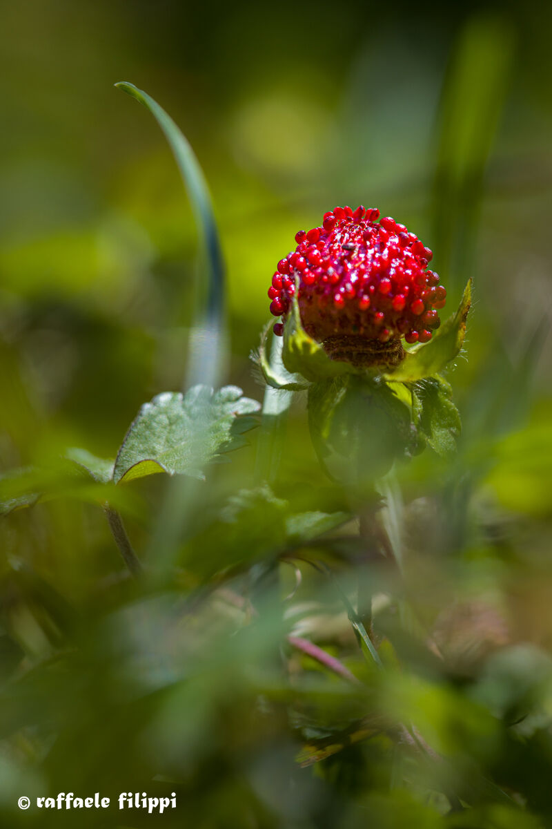 Fragola matta (Duchesnea indica)