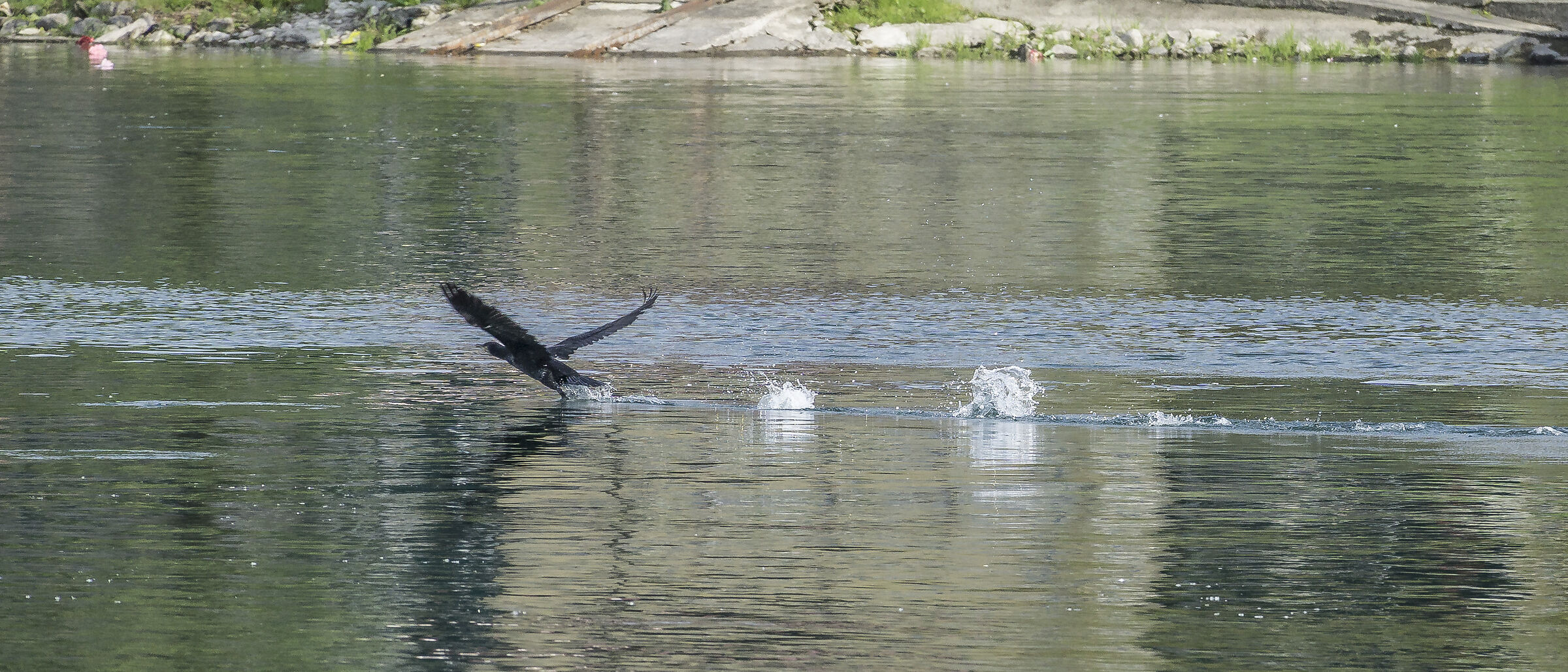 Cormorano in decollo