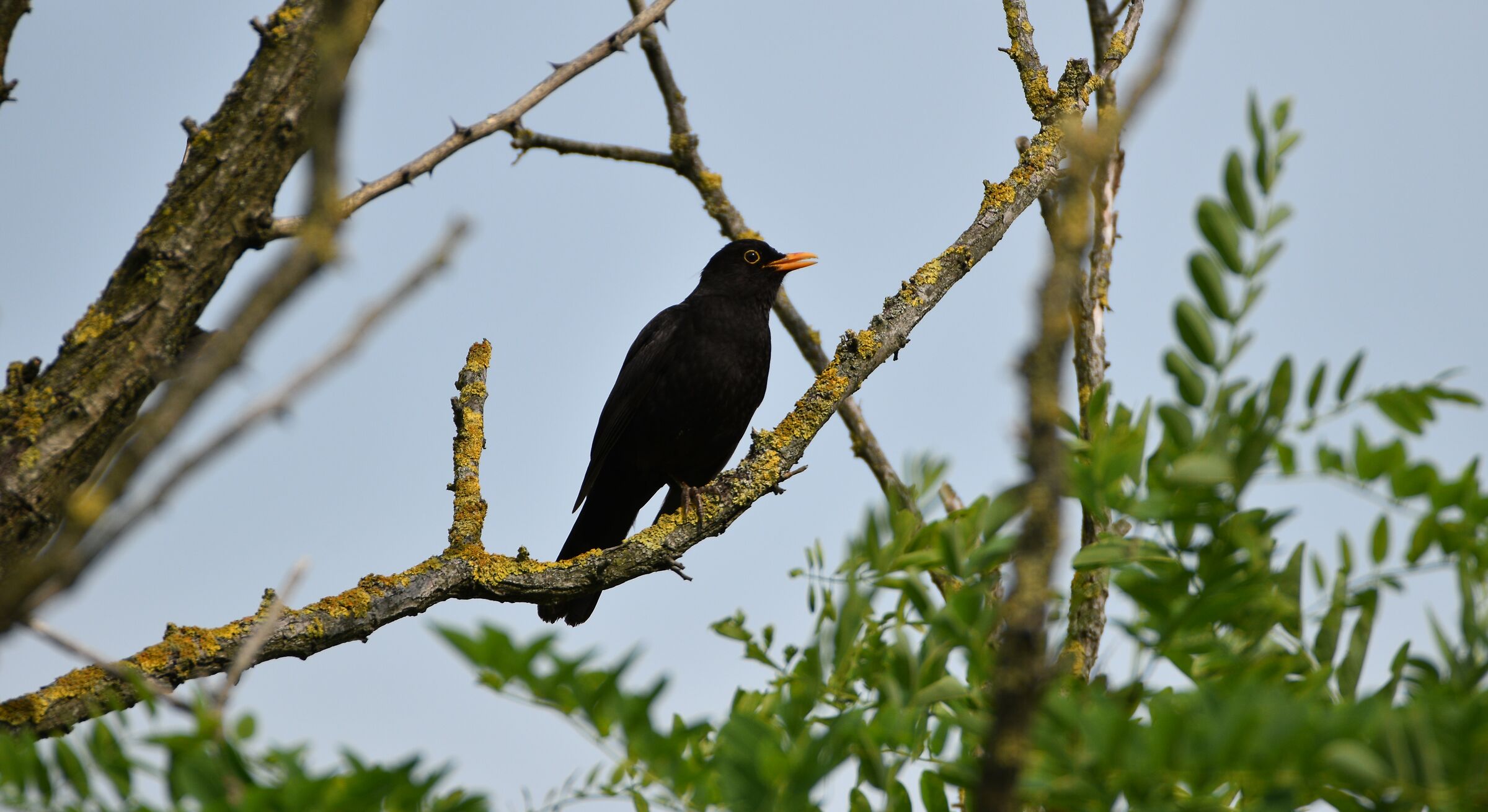 Il Merlo (Turdus merula)