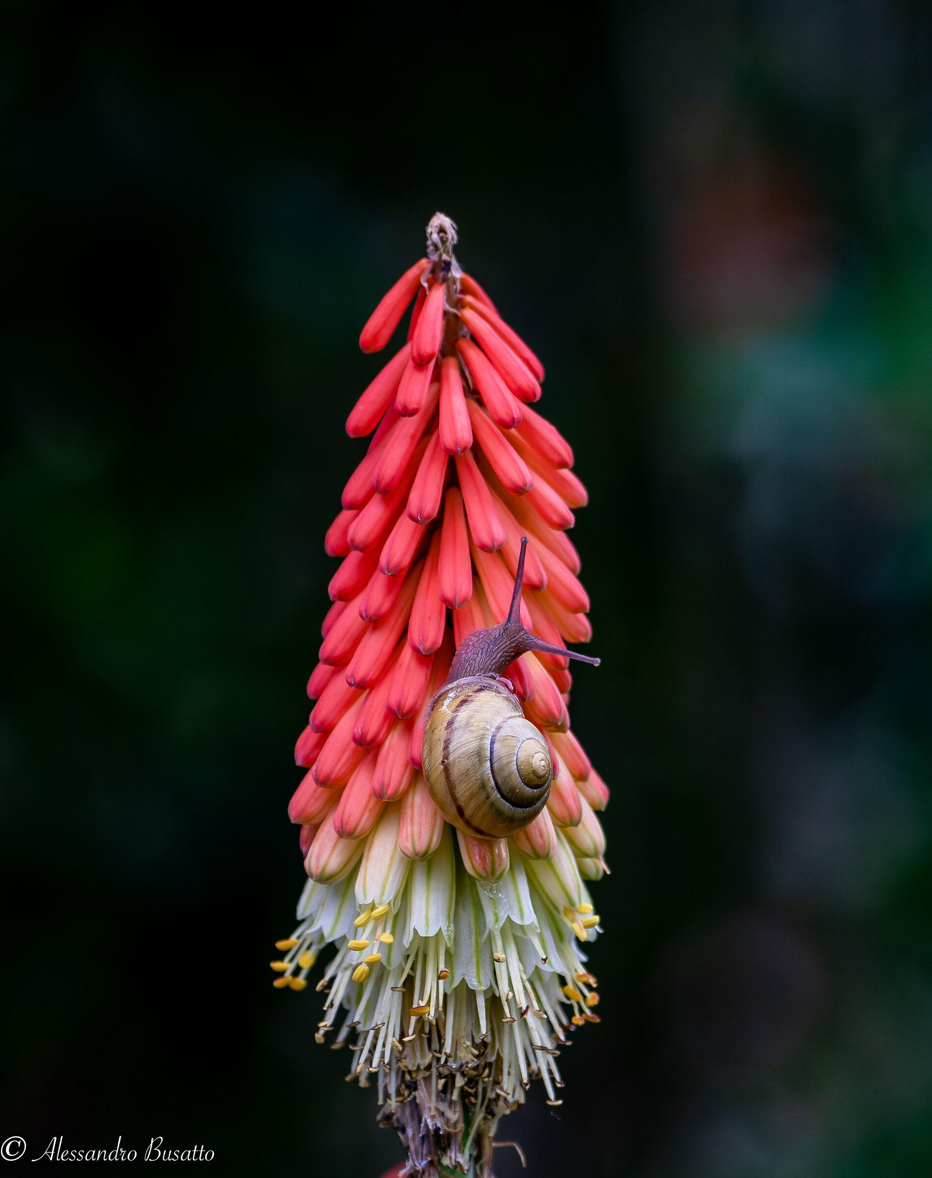 Kniphofia uvaria