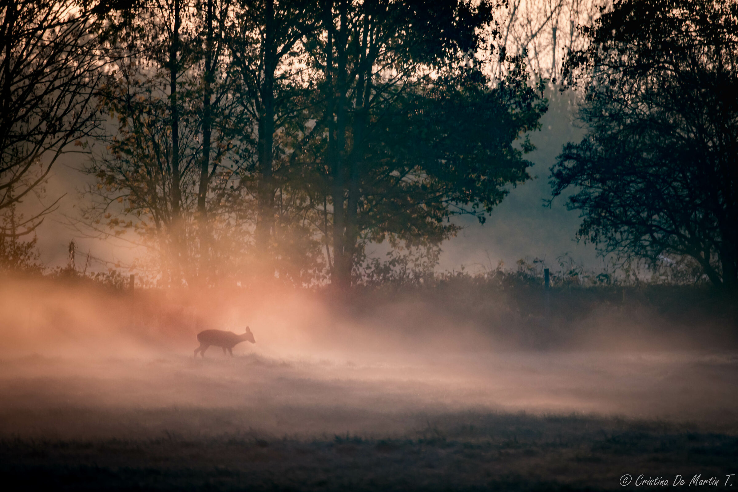 The roe deer in the clearing