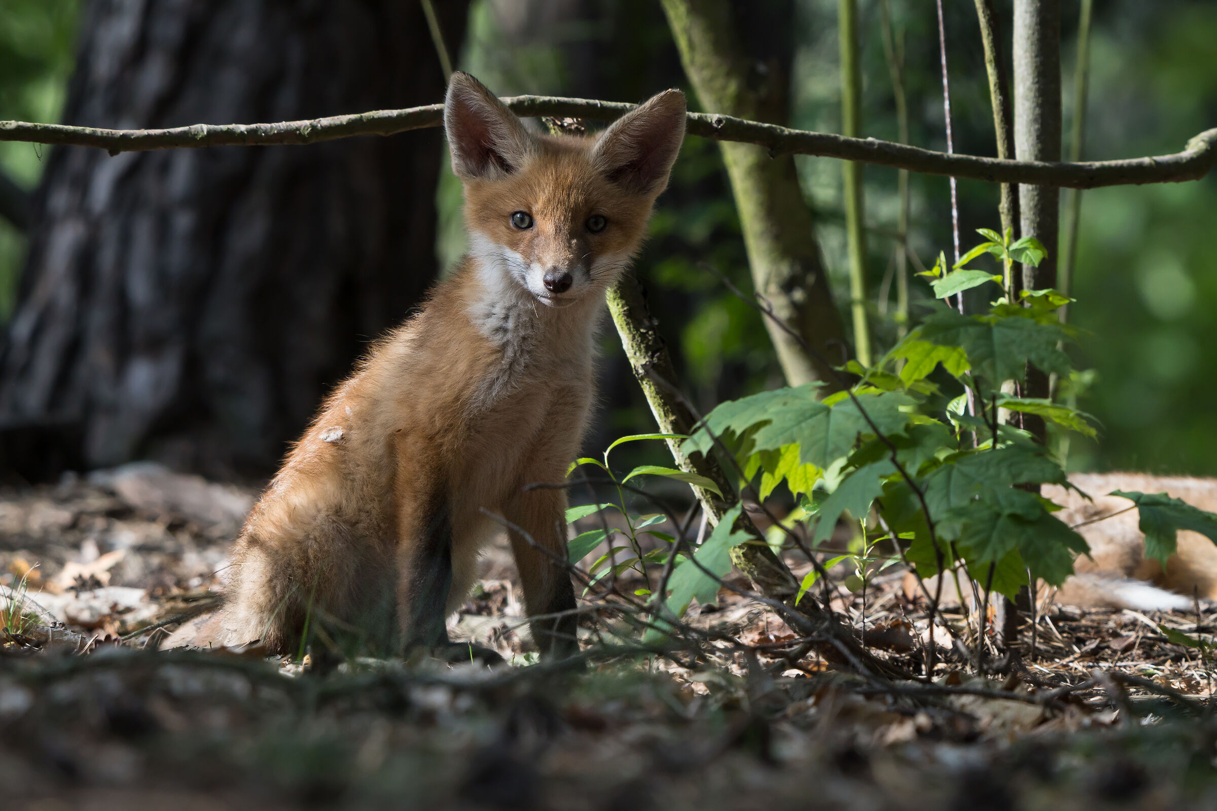 Volpe rossa (Vulpes vulpes)