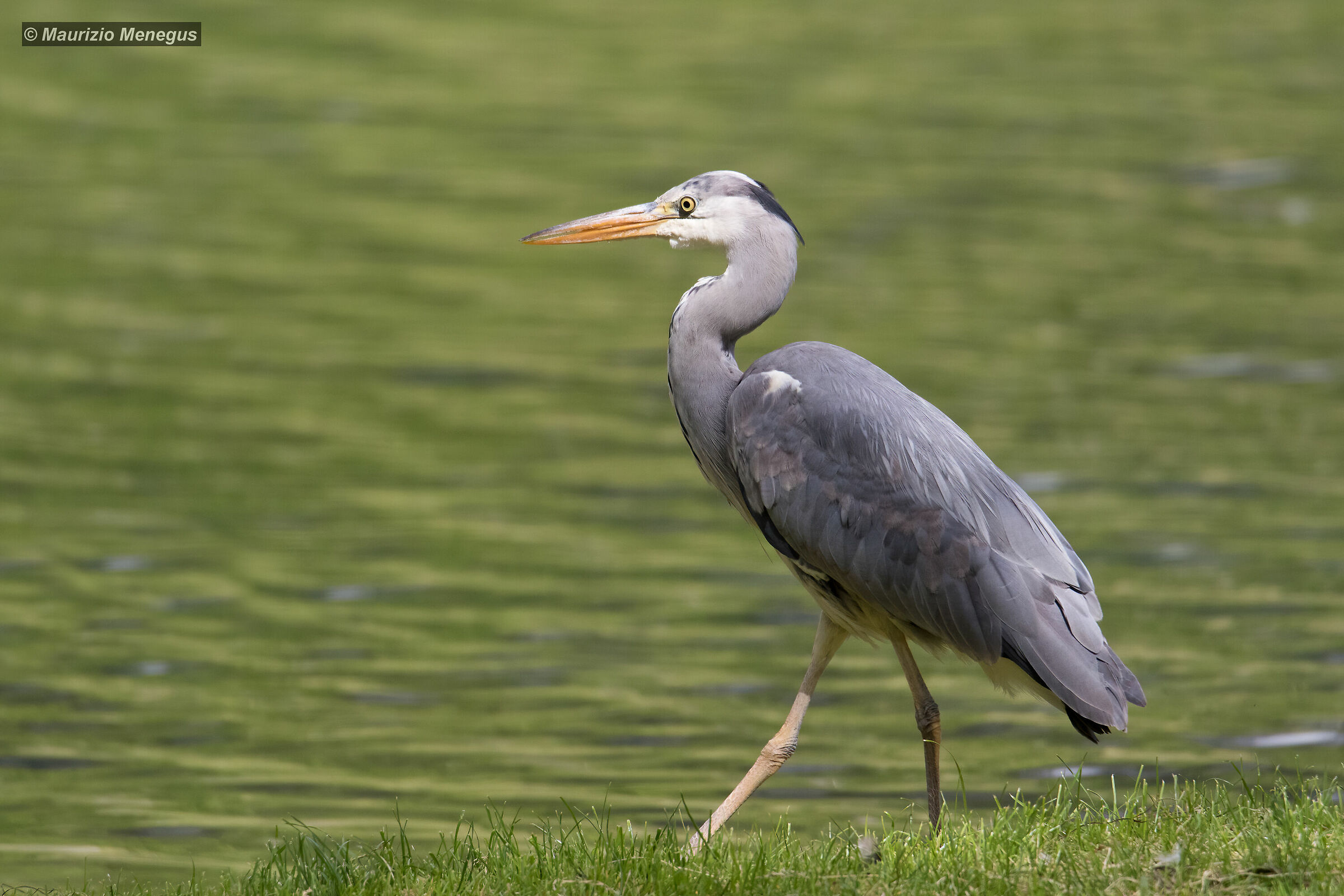 Airone cenerino in riva al lago