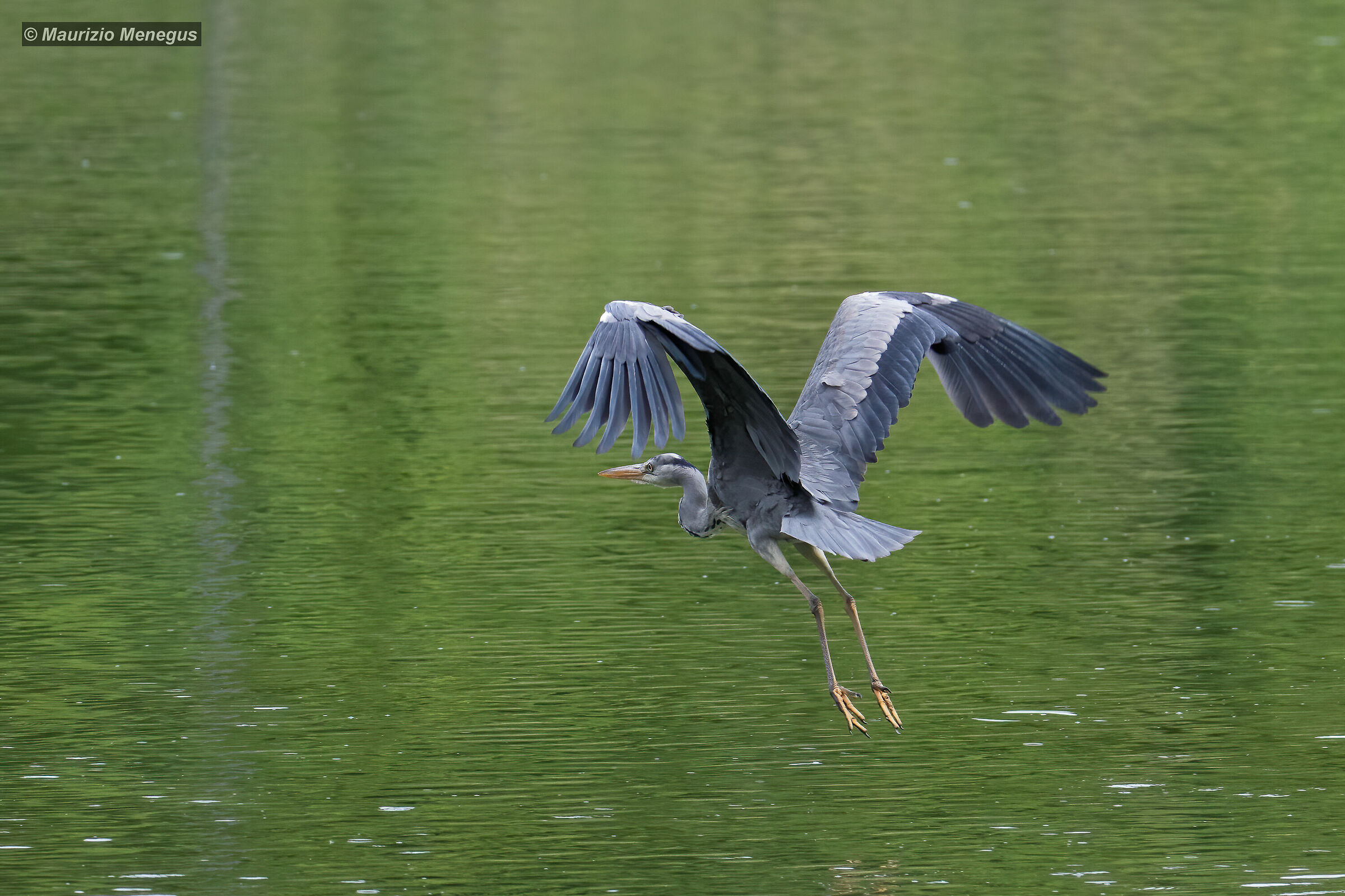 Airone cenerino in volo