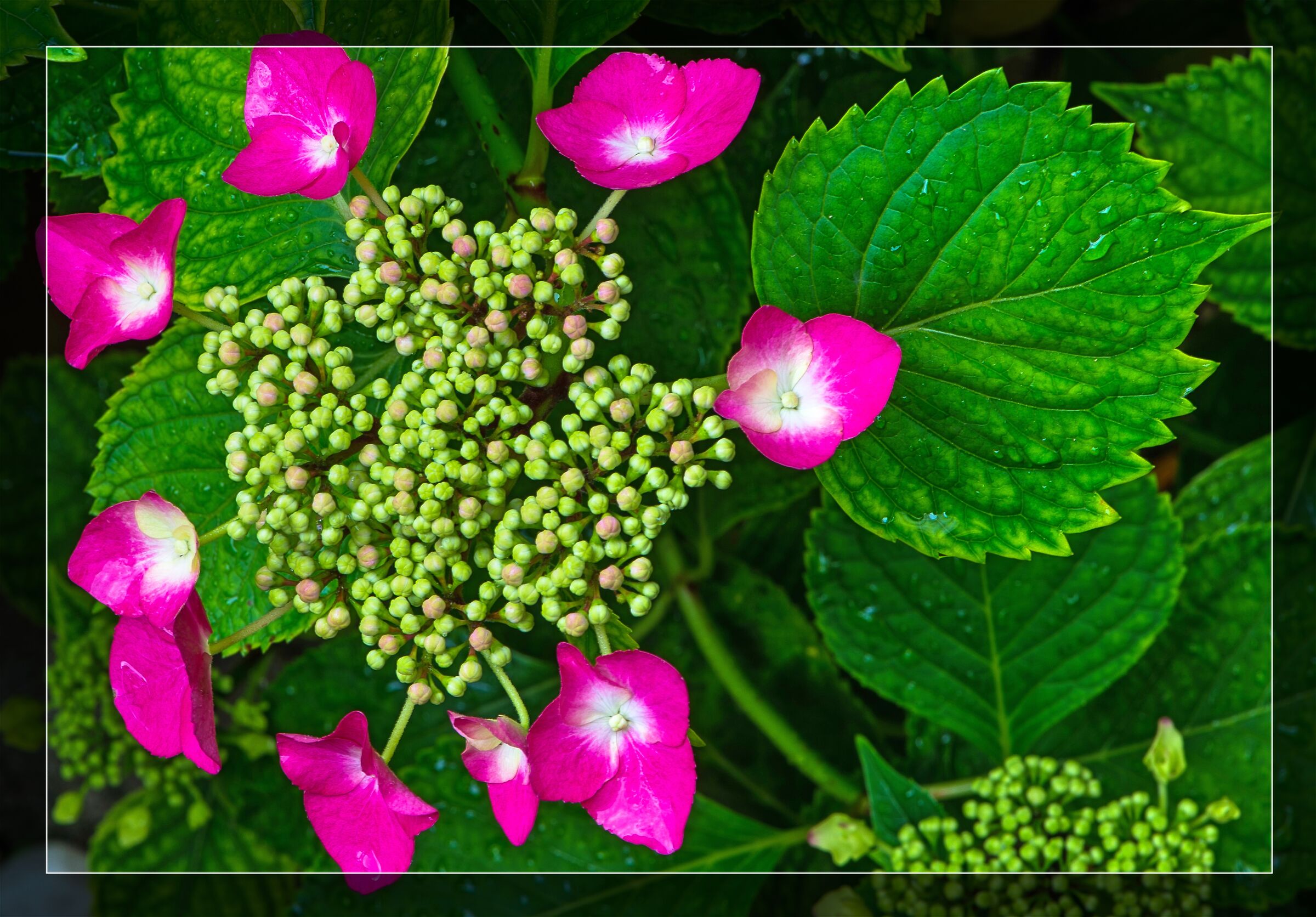 Hydrangea