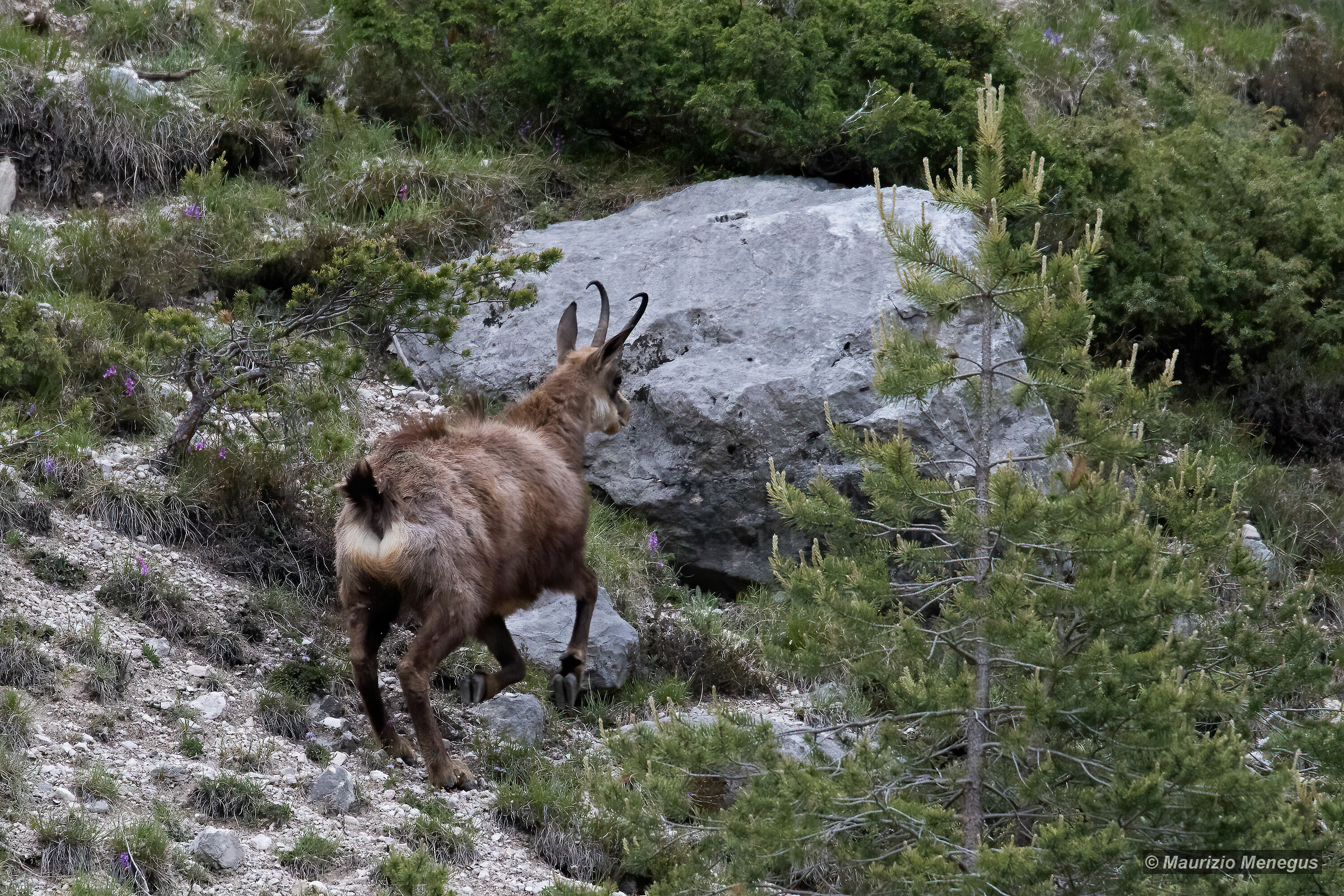 Camoscio maschio a giugno