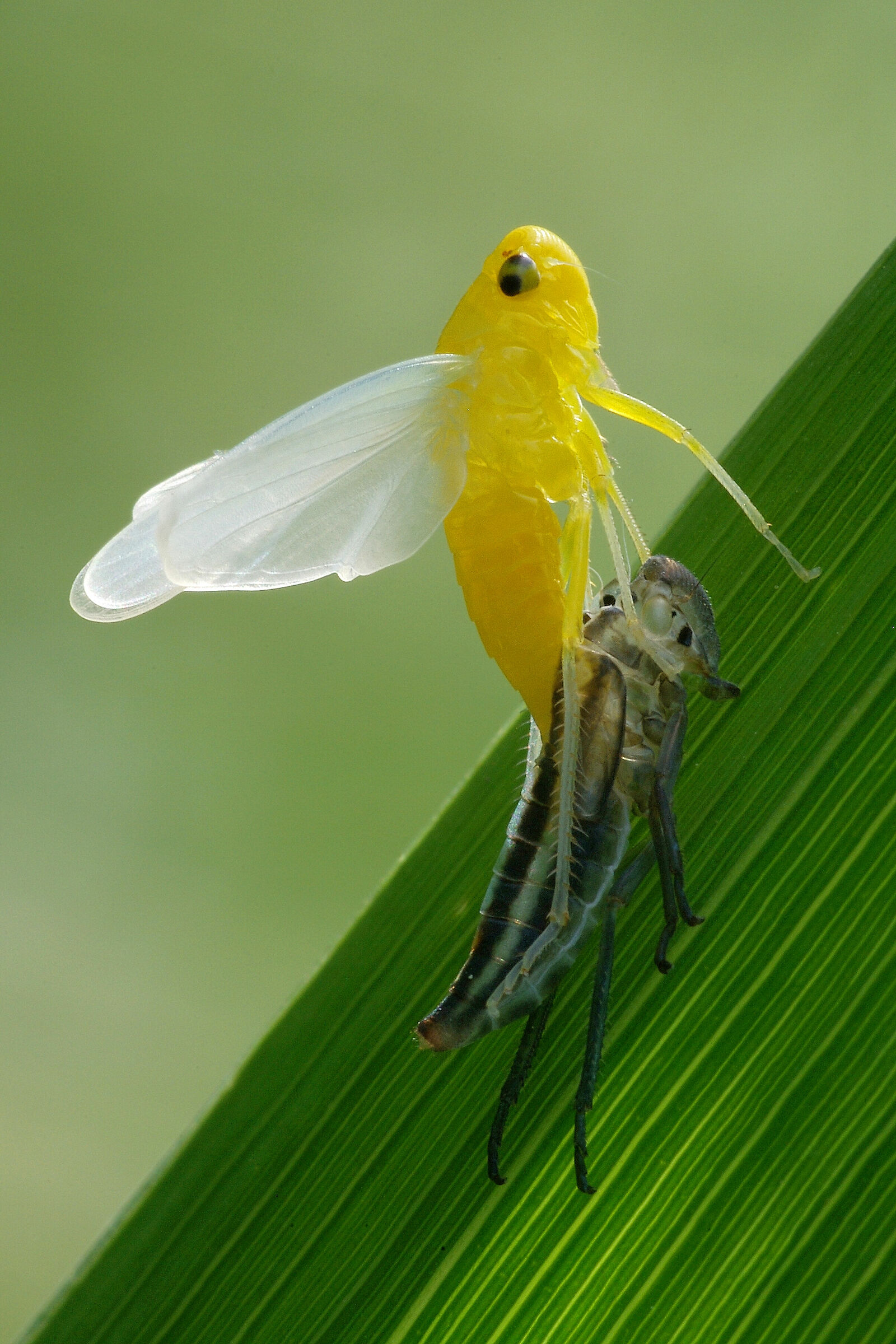 Cicadella