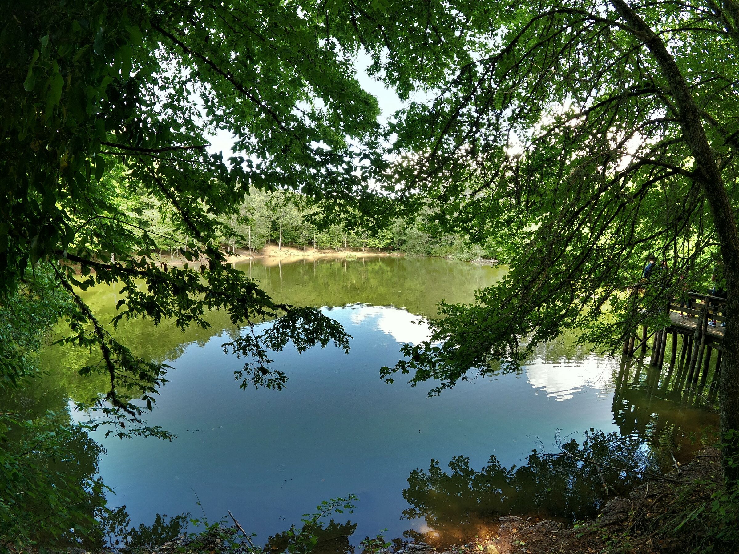 Umbrian Forest pond