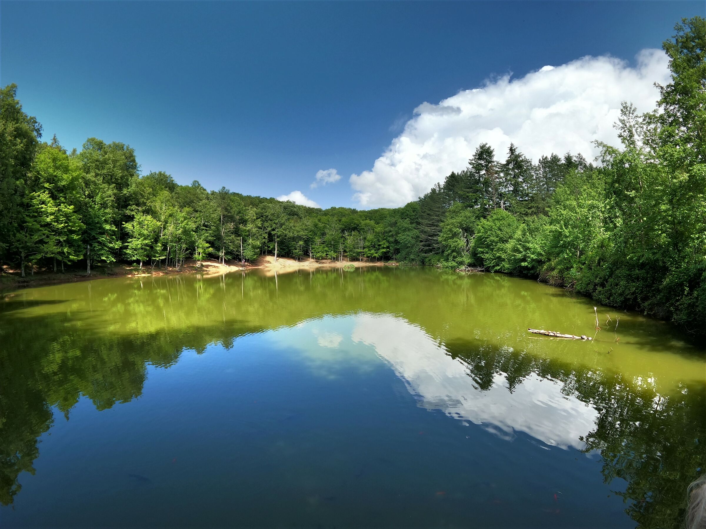 Umbrian Forest pond