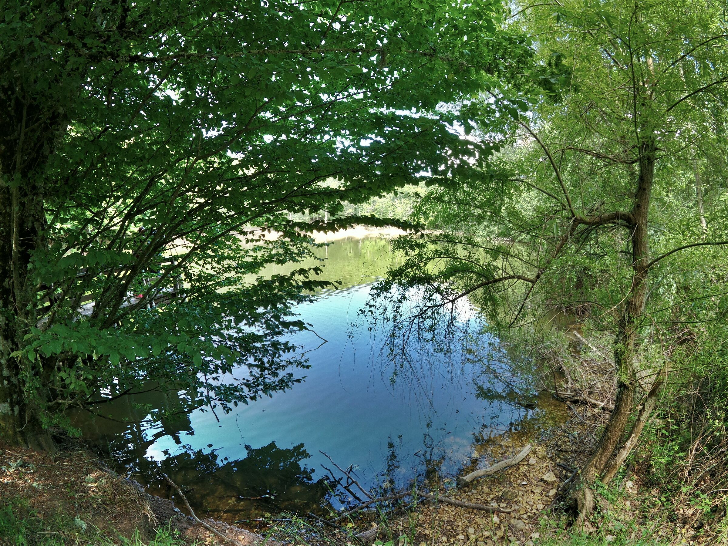 Umbrian Forest pond