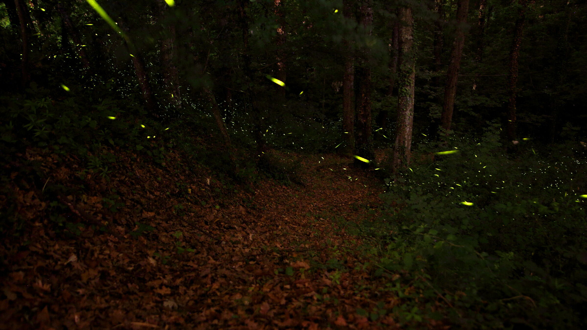 Un sentiero di bosco illuminato da lucciole