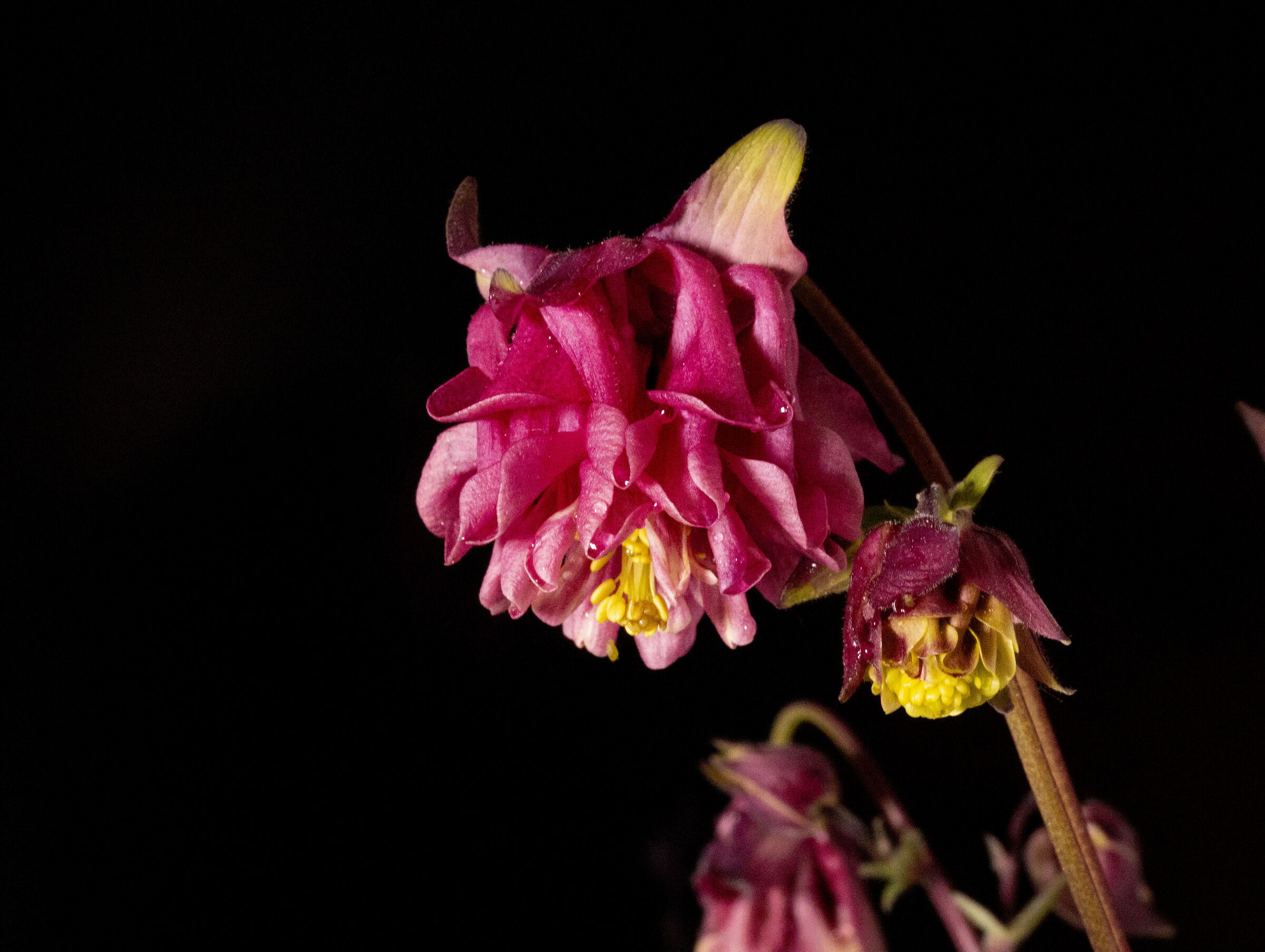 Mountain Aquilegia