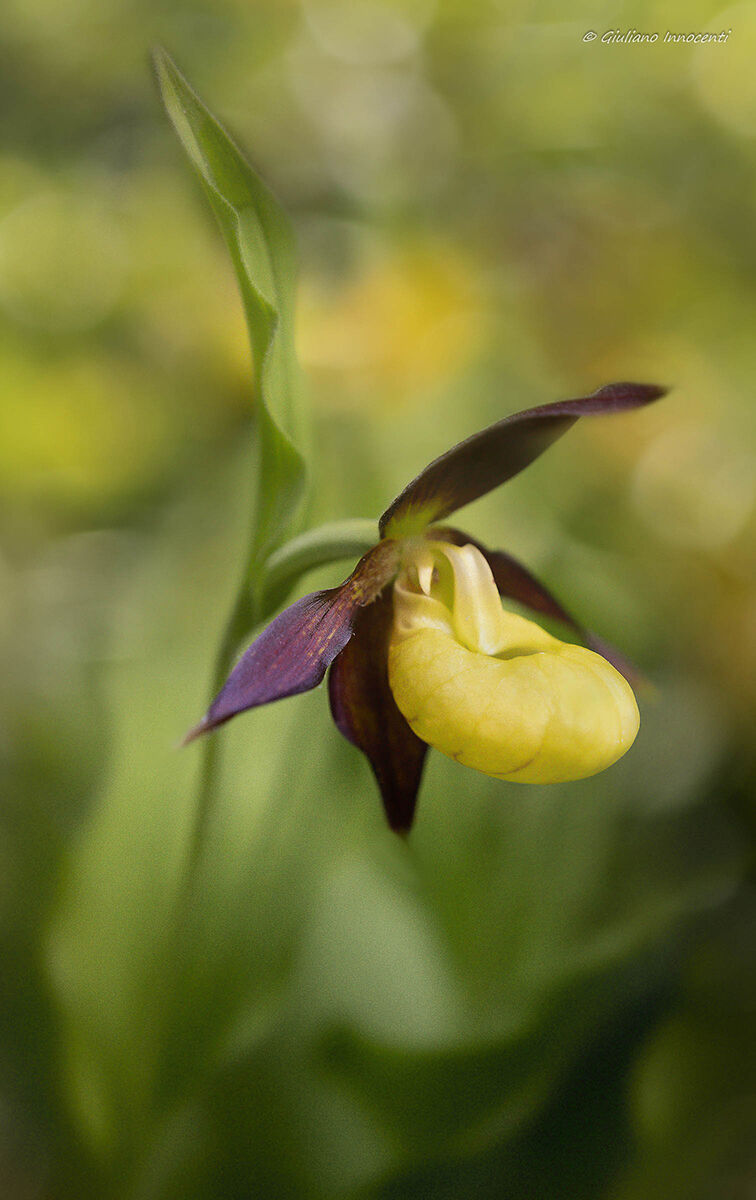 la scarpetta di Venere.....