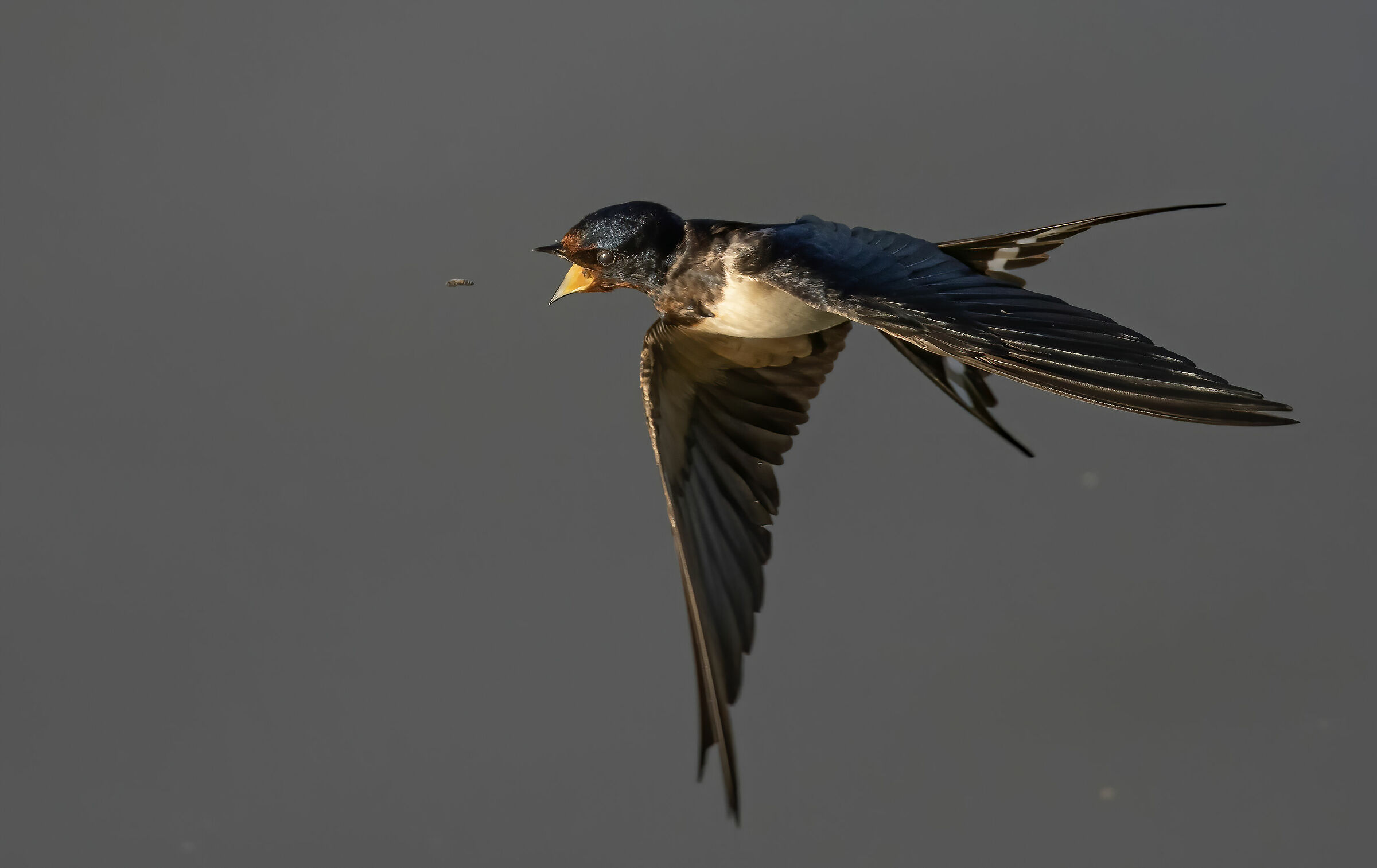 swallow catches little fan