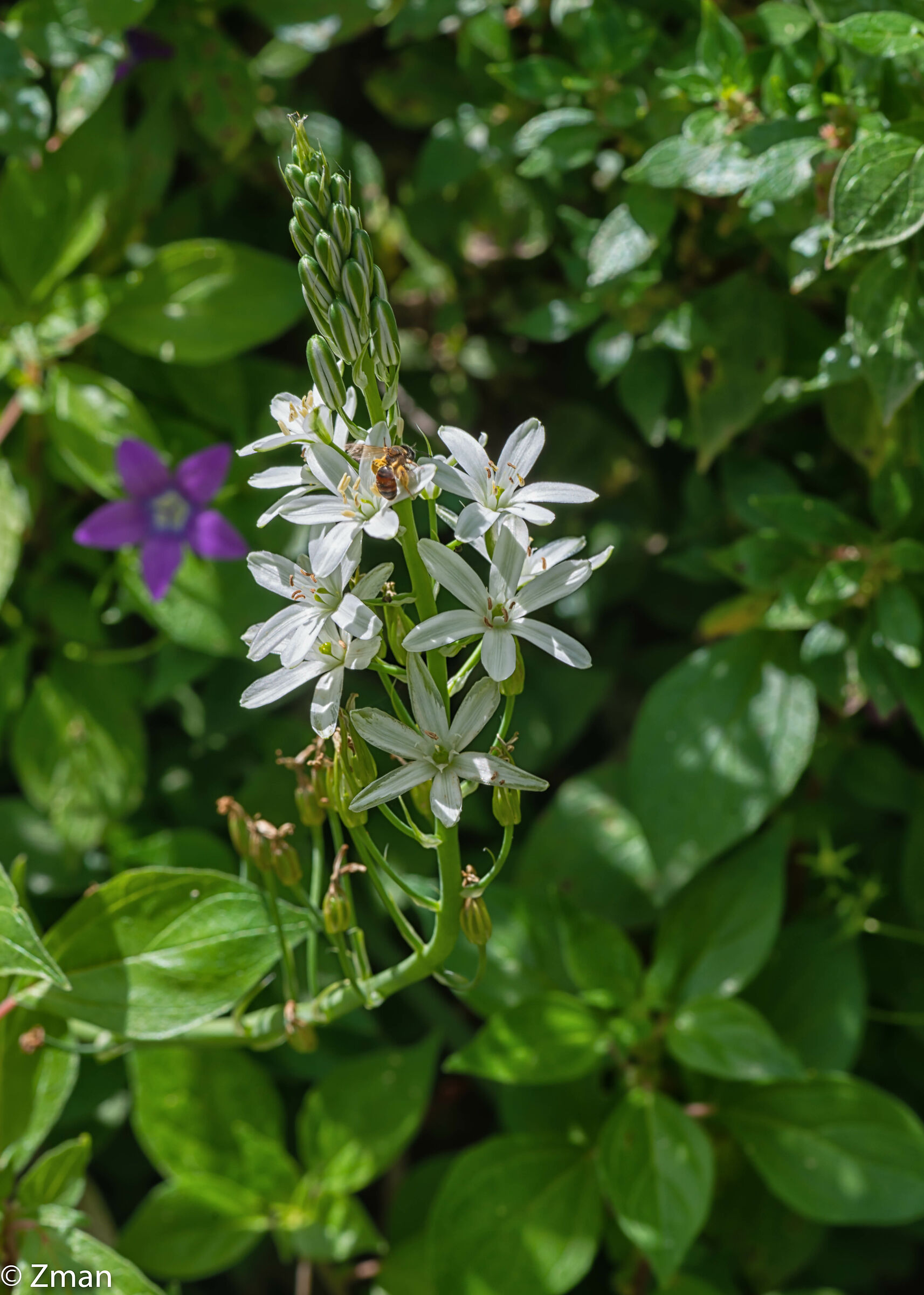 Fiore della Stella del Betleem