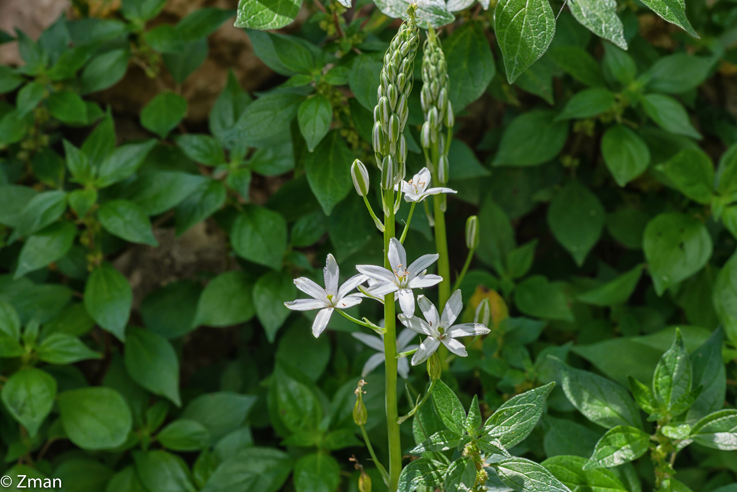 Fiore della Stella del Betleem