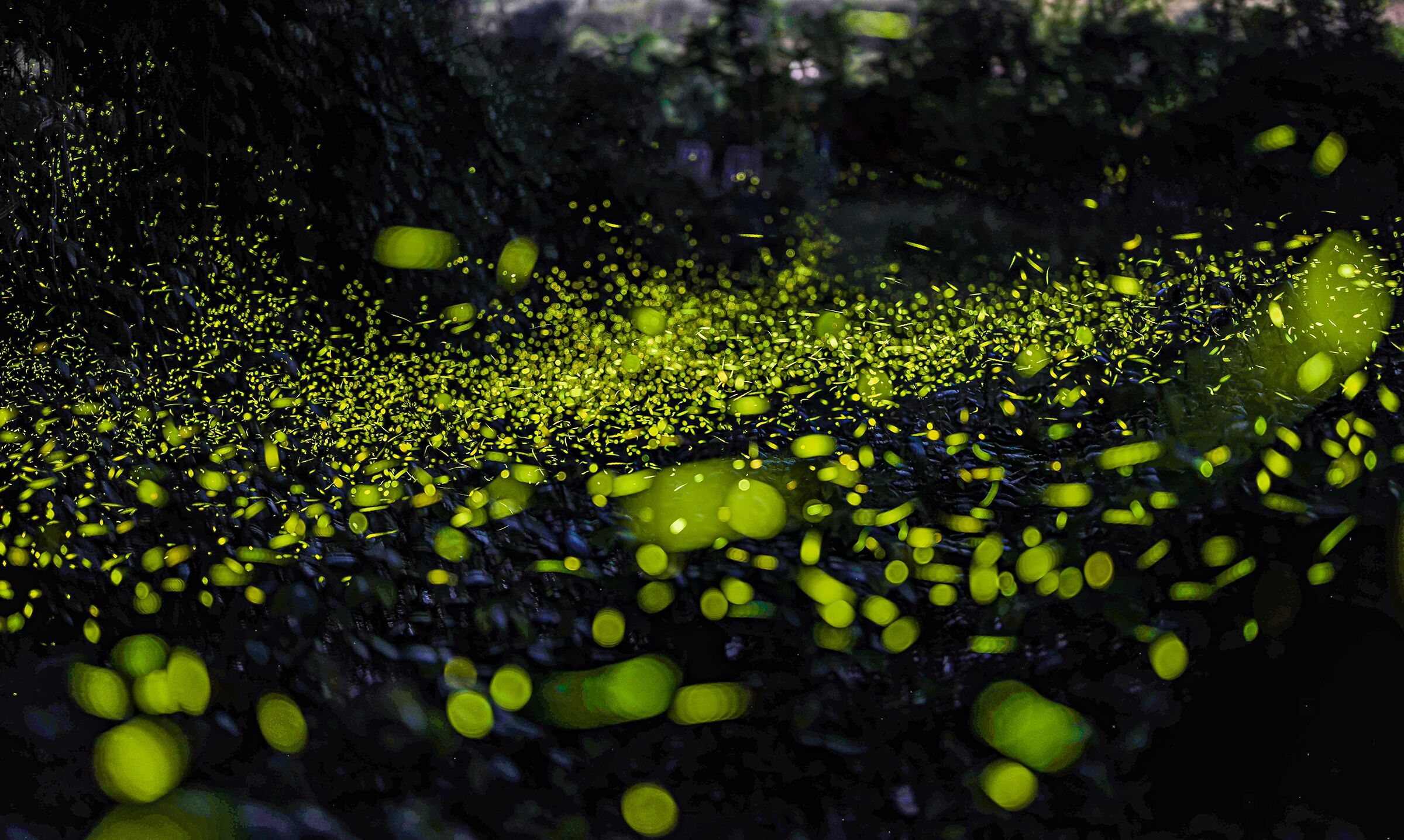 Le mille,mille,mille lucciole...