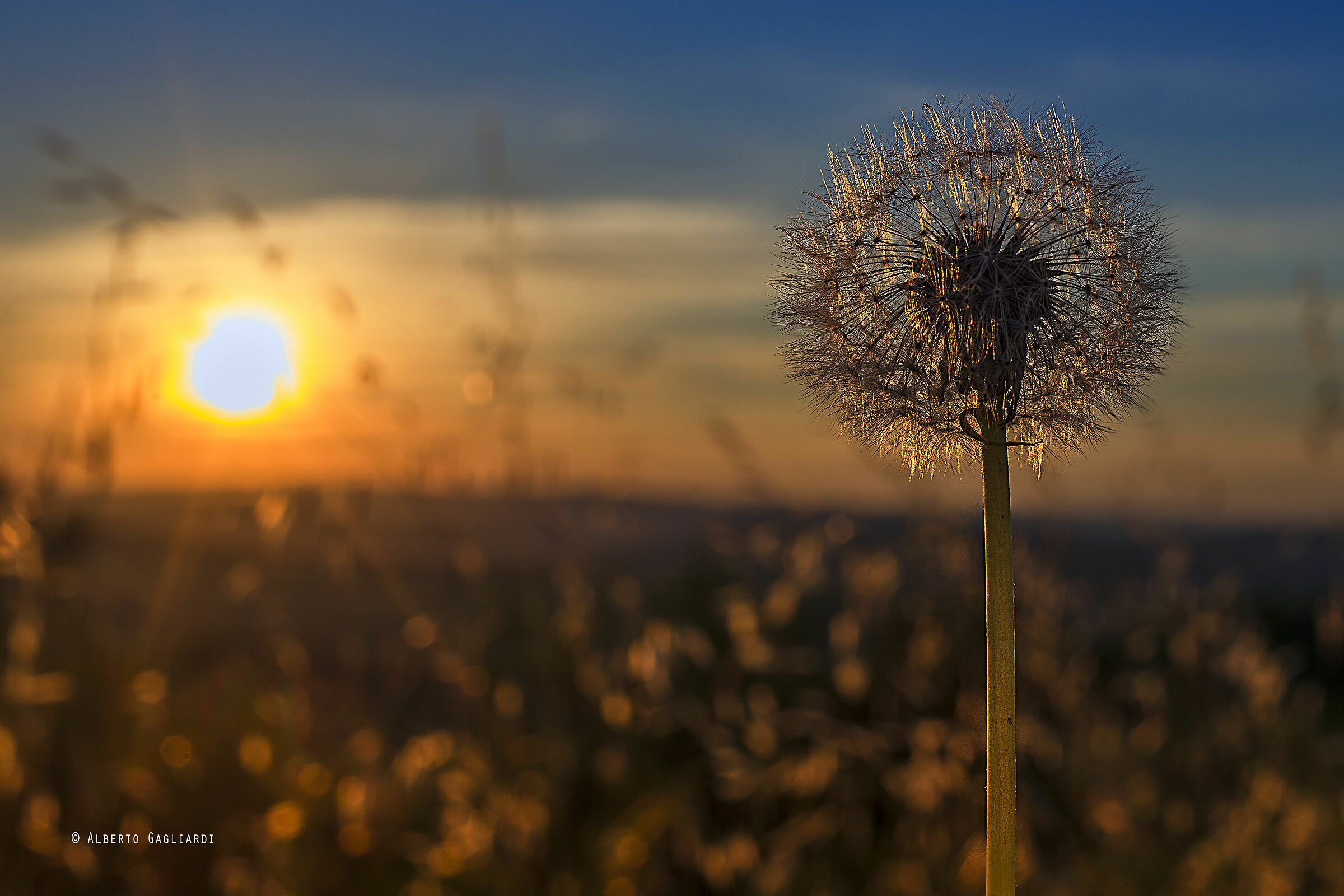 Un Soffione al tramonto