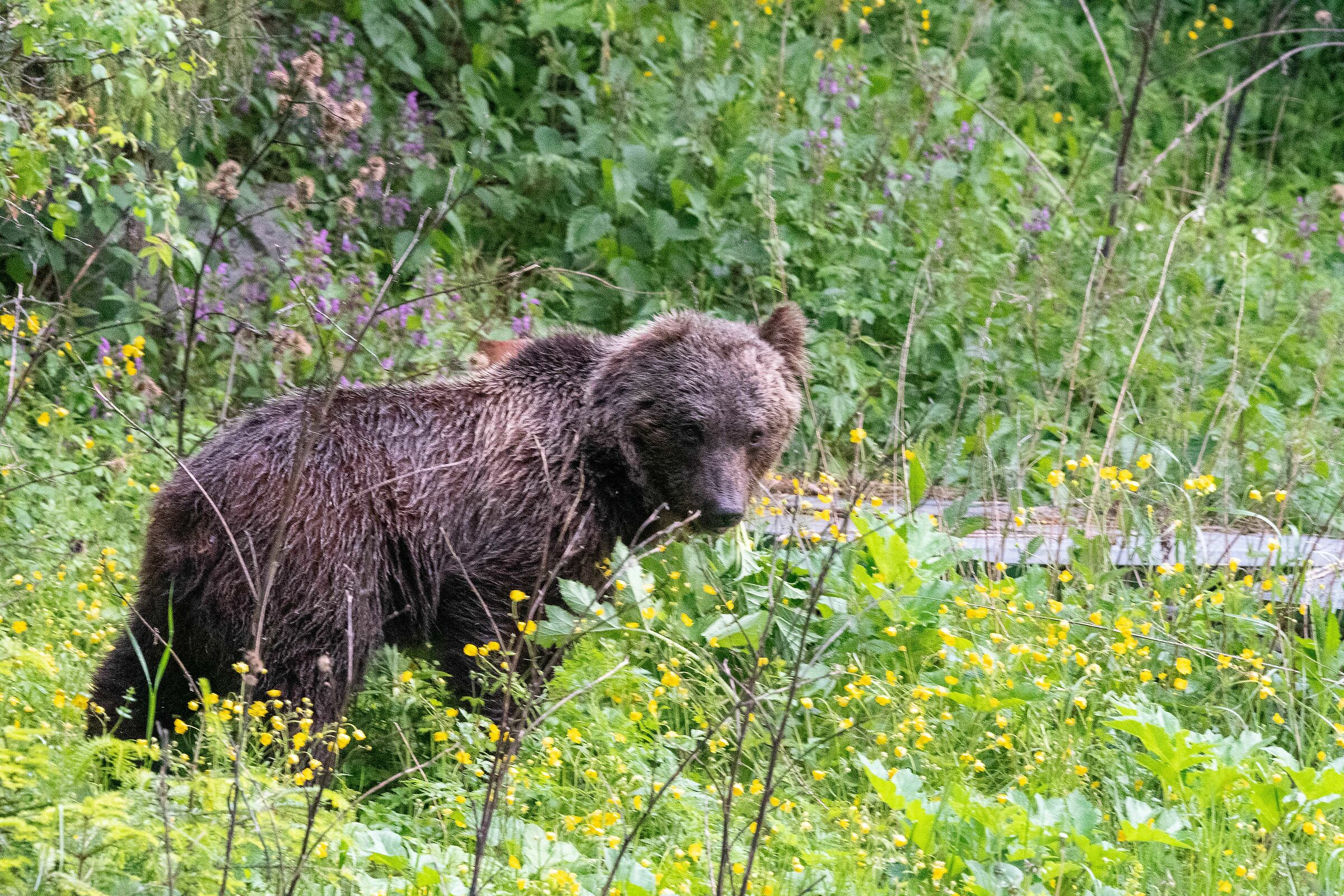 Orso con un solo orecchio