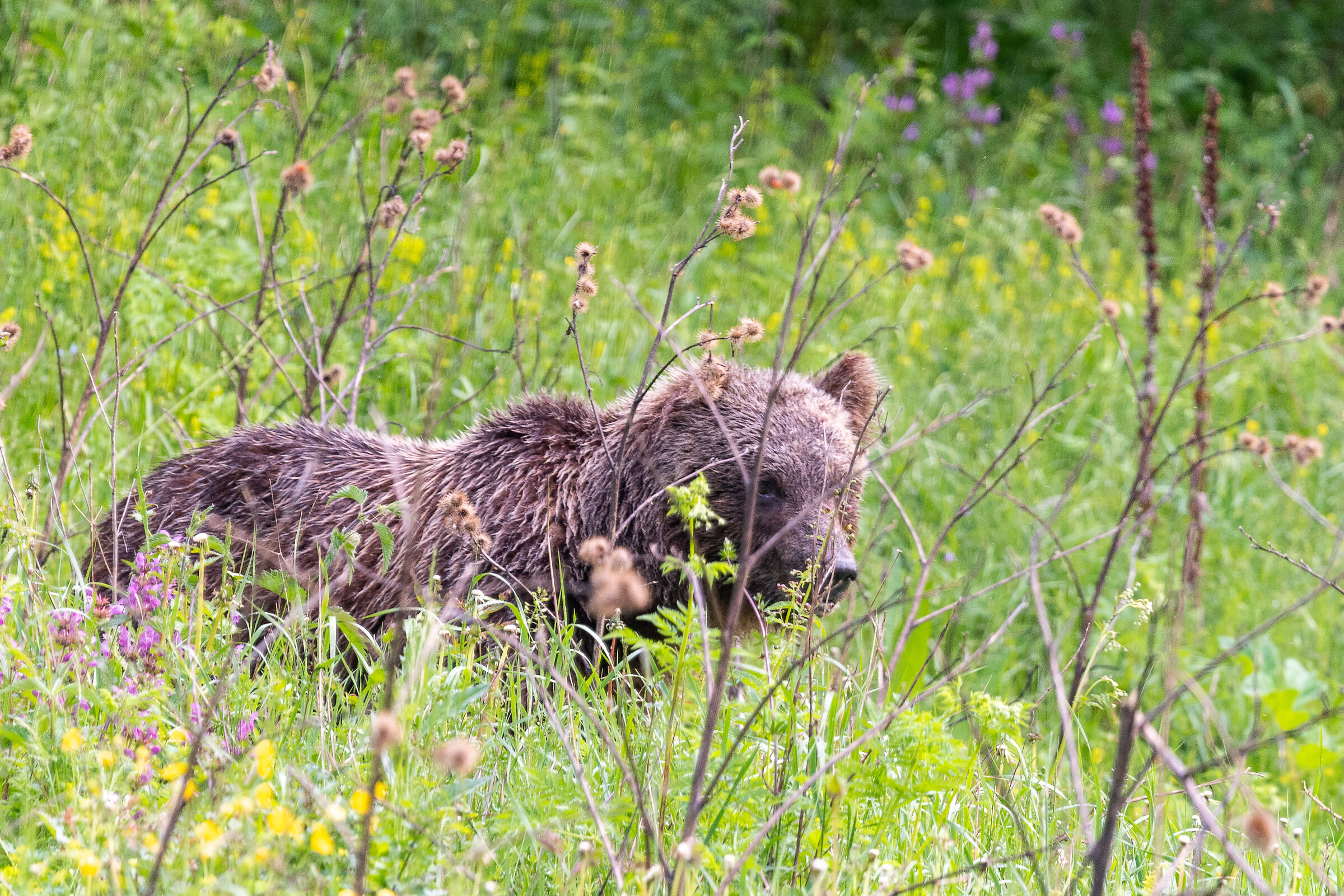Orso con un solo orecchio
