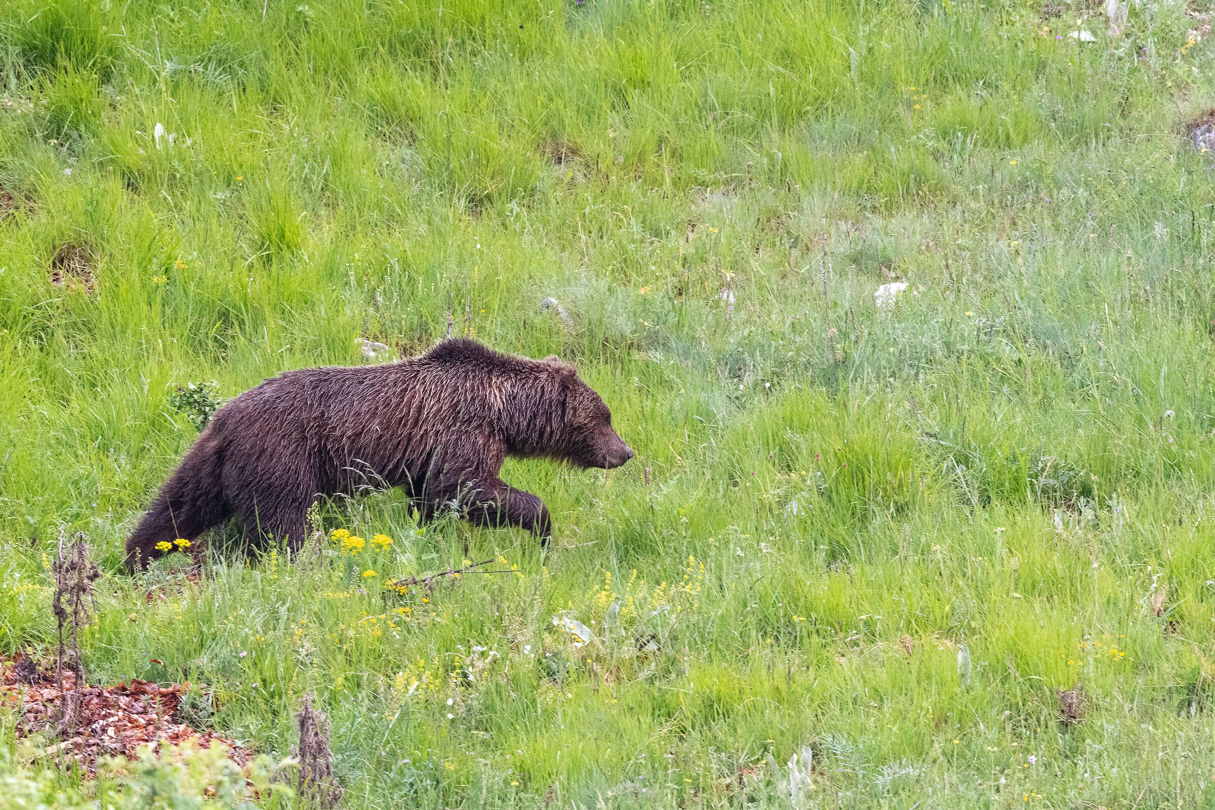 Orso con un solo orecchio