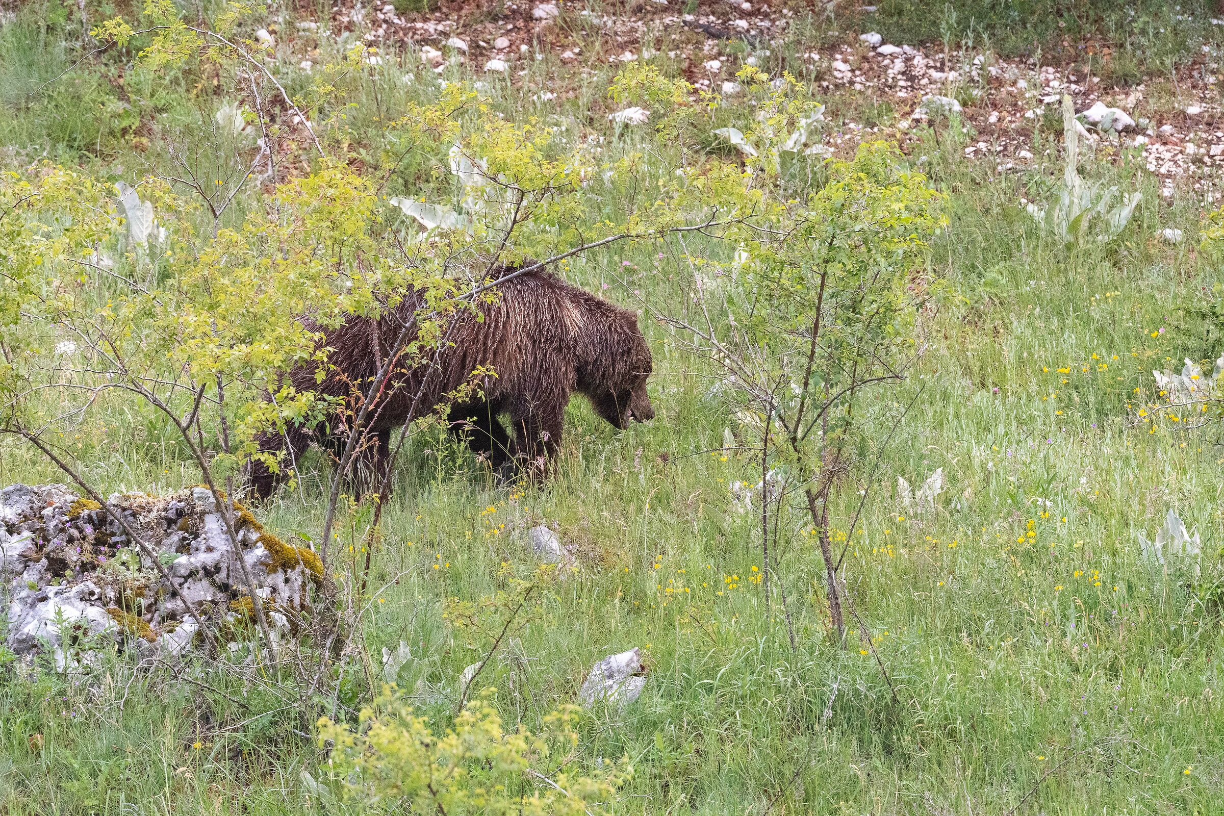 Orso con un solo orecchio
