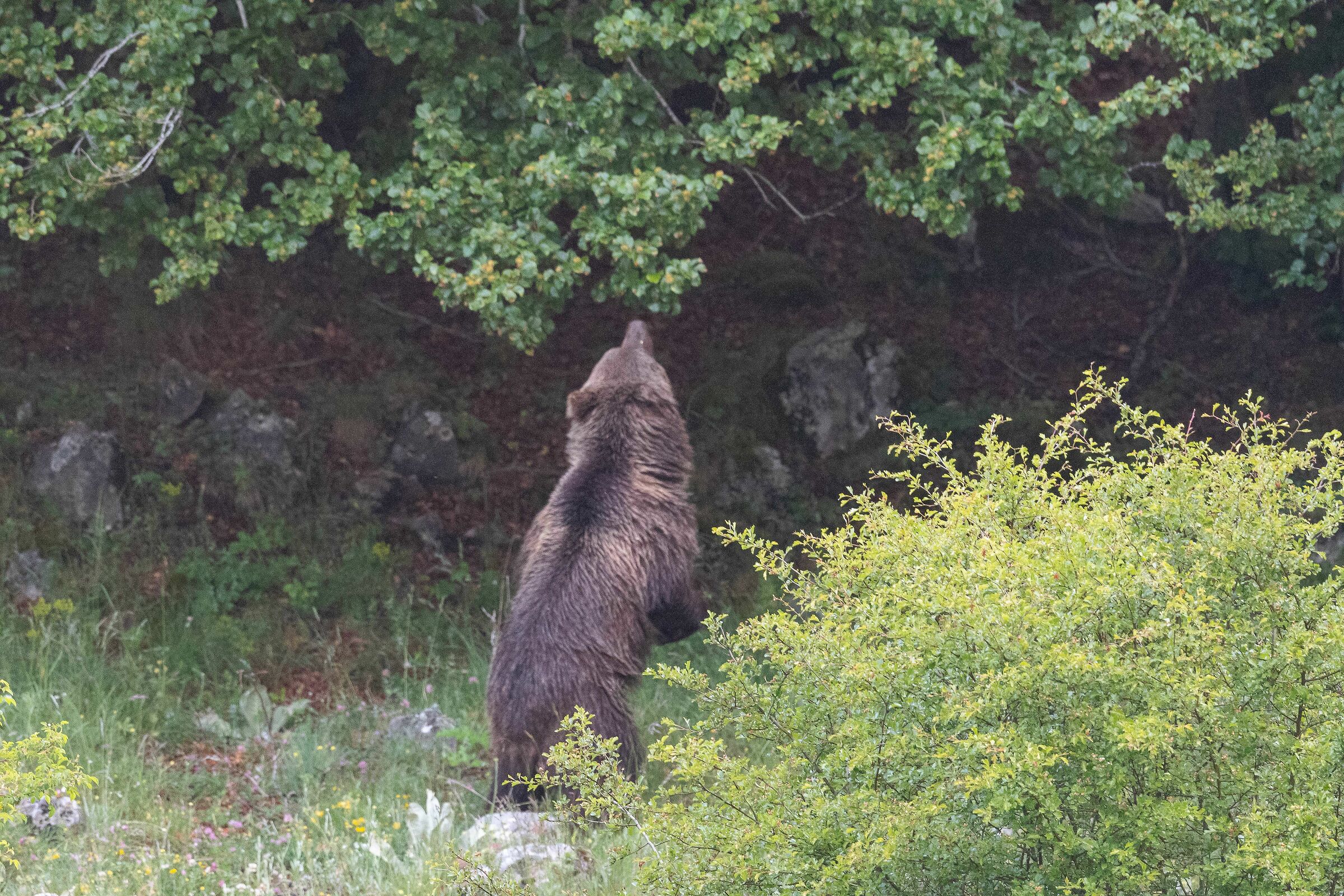 Orso con un solo orecchio
