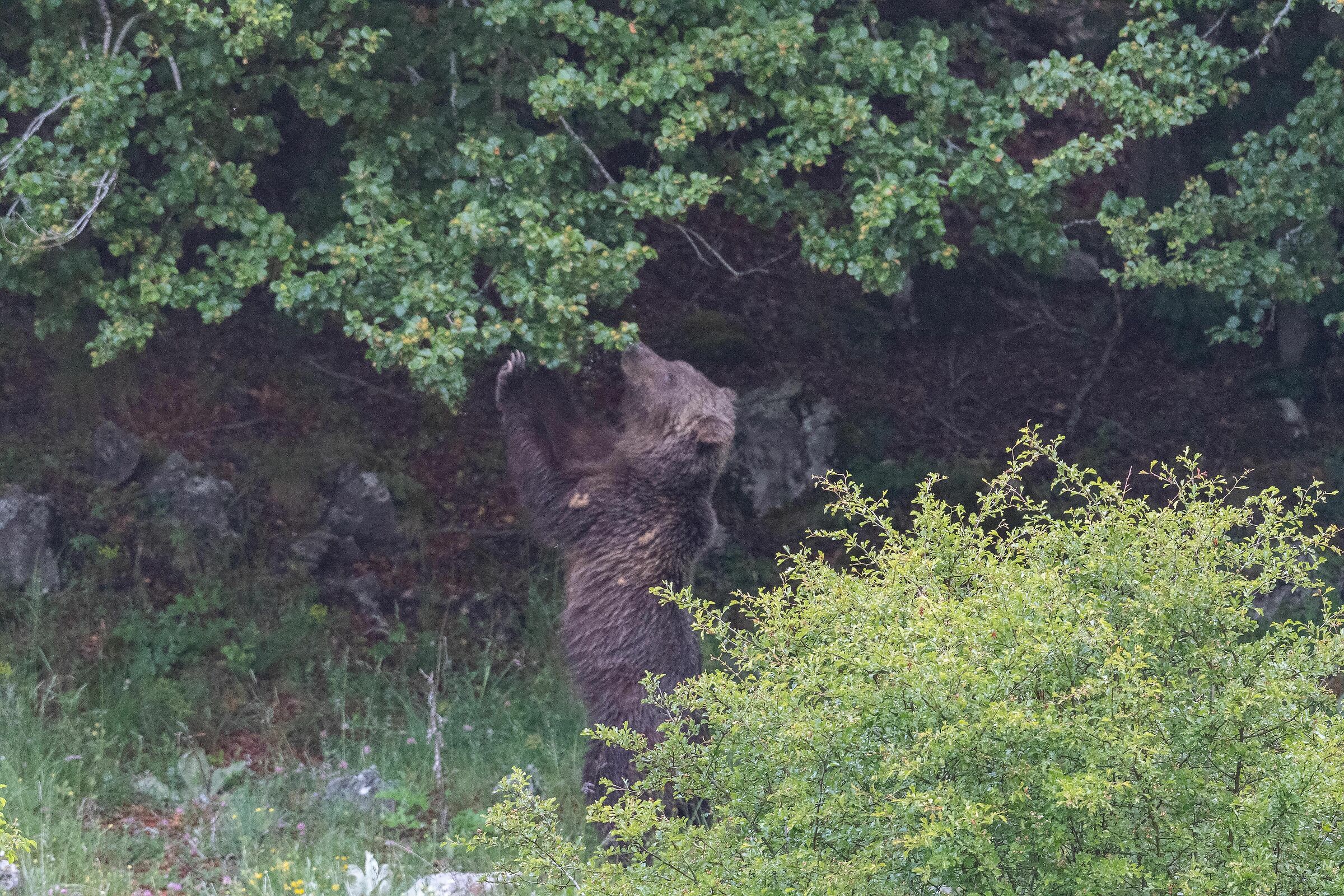 Orso con un solo orecchio