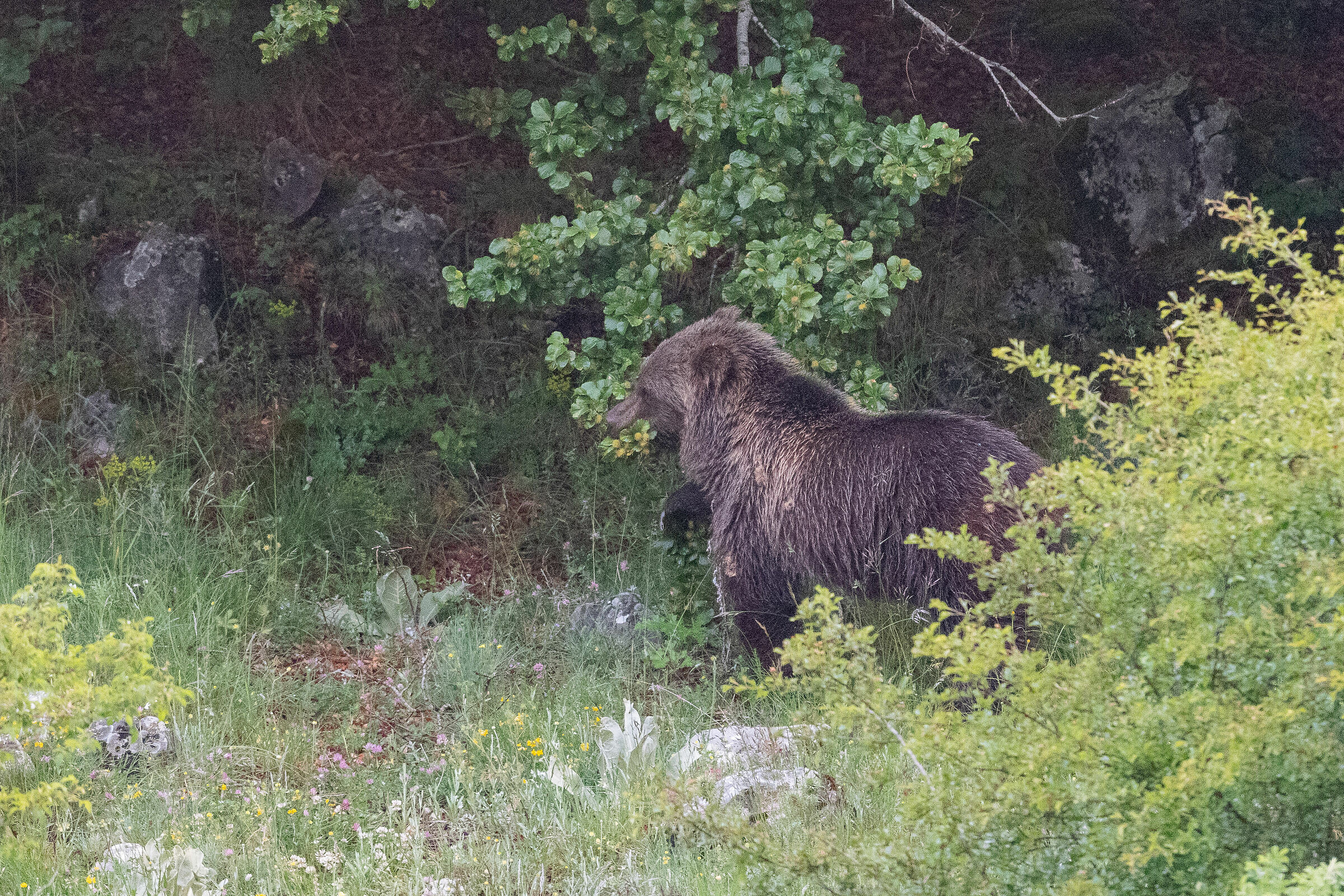 Orso con un solo orecchio