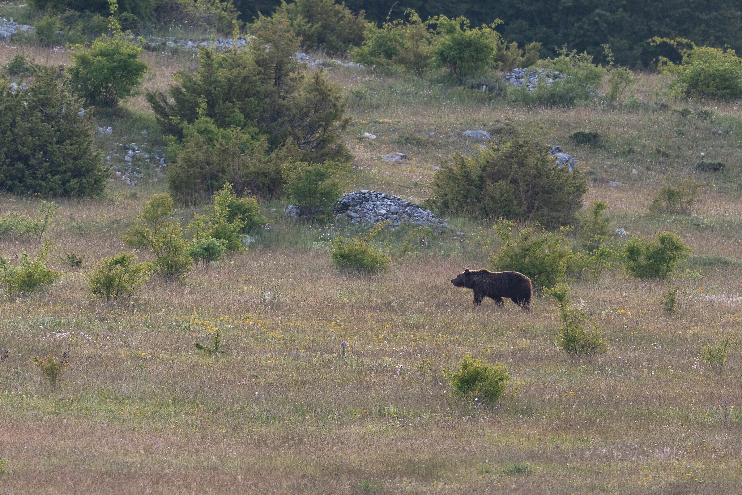 Orso con un solo orecchio