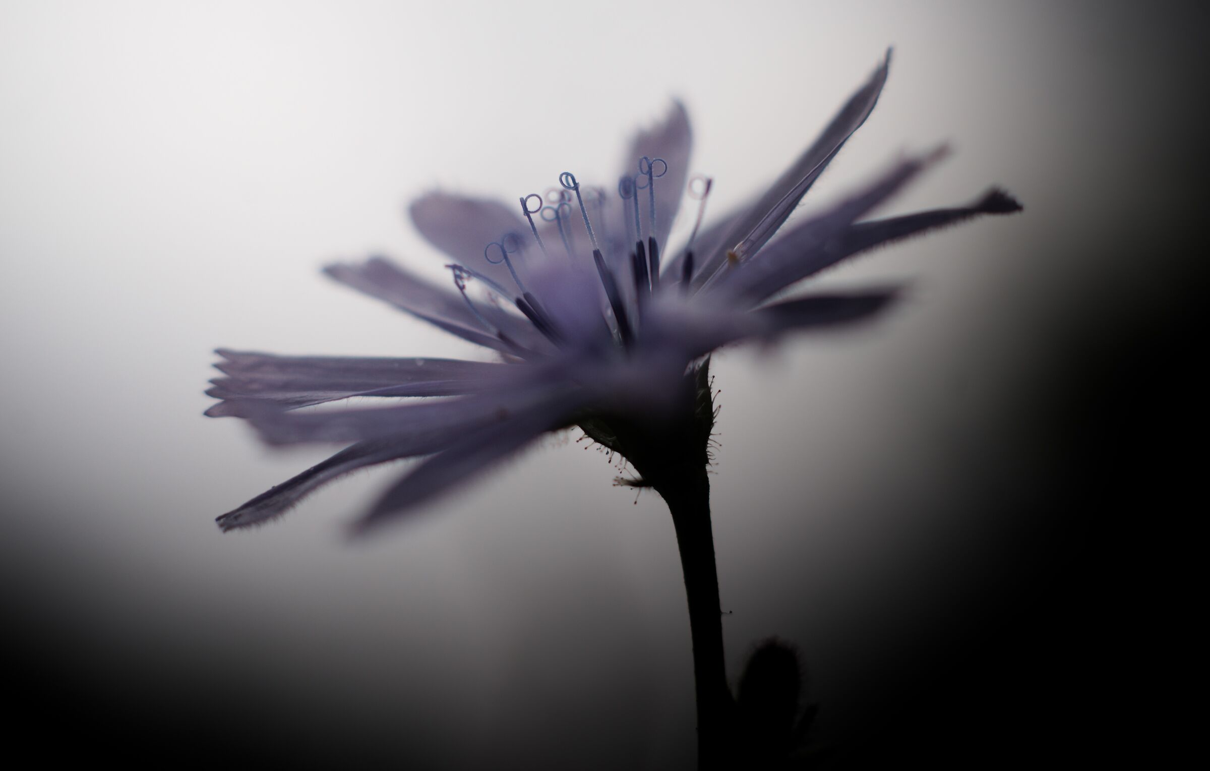 Fiore di... indovinate!