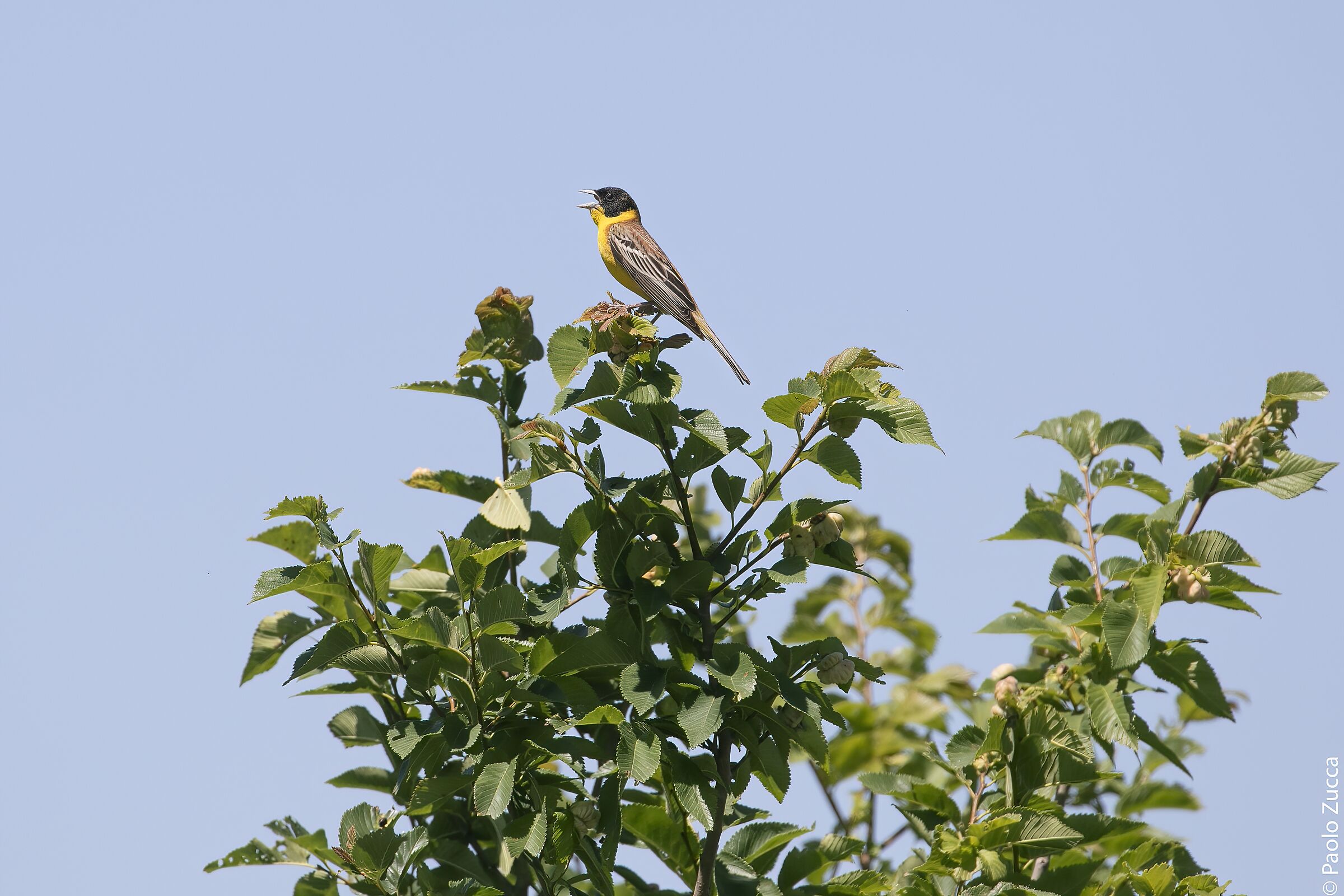 Zigolo capinero in song