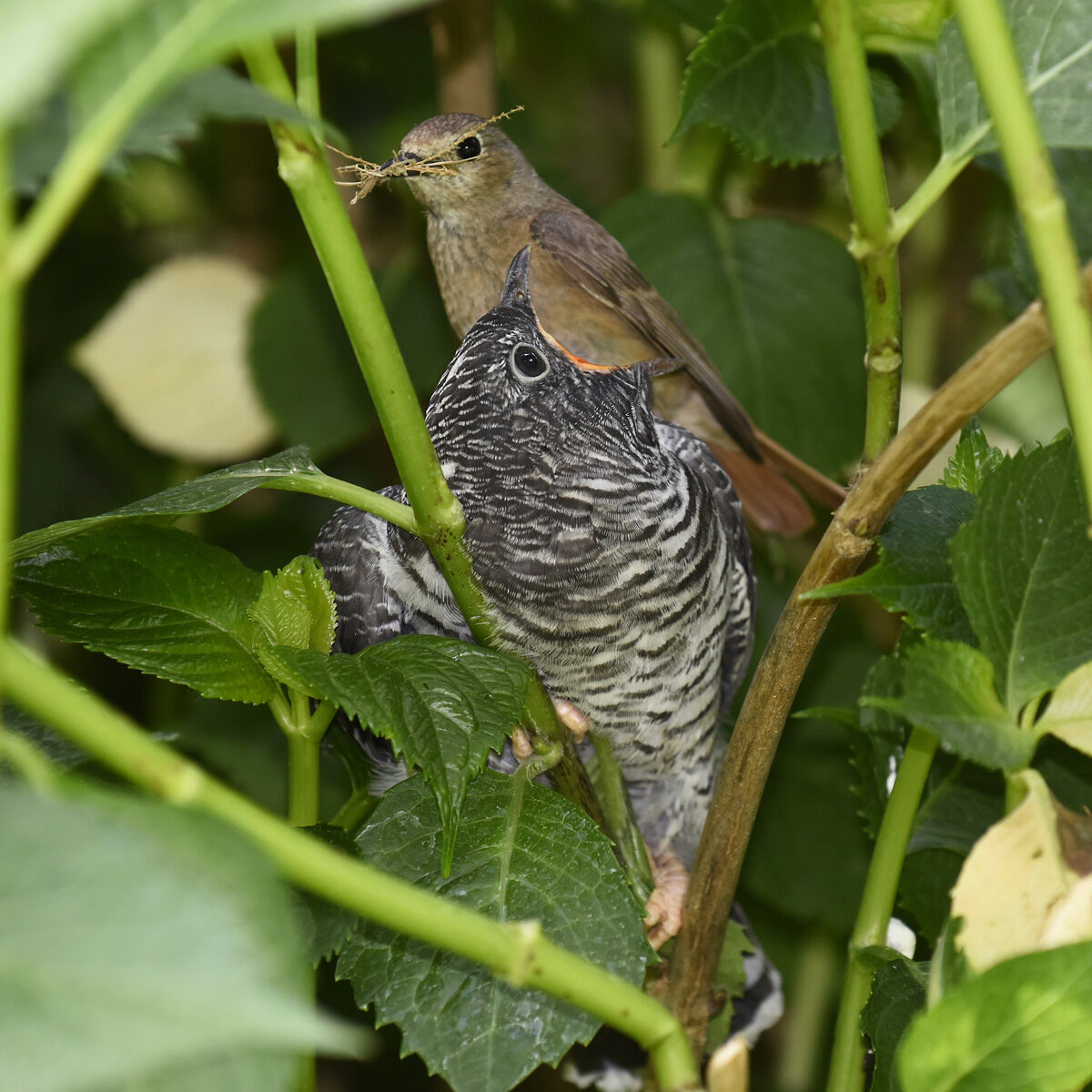 Cuculo & codirosso femmina