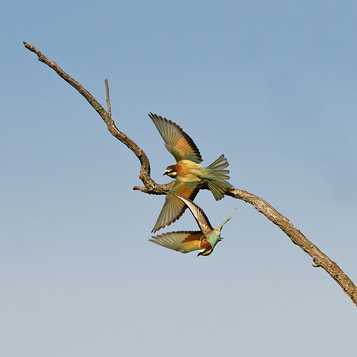 Gruccioni al parco del Ticino