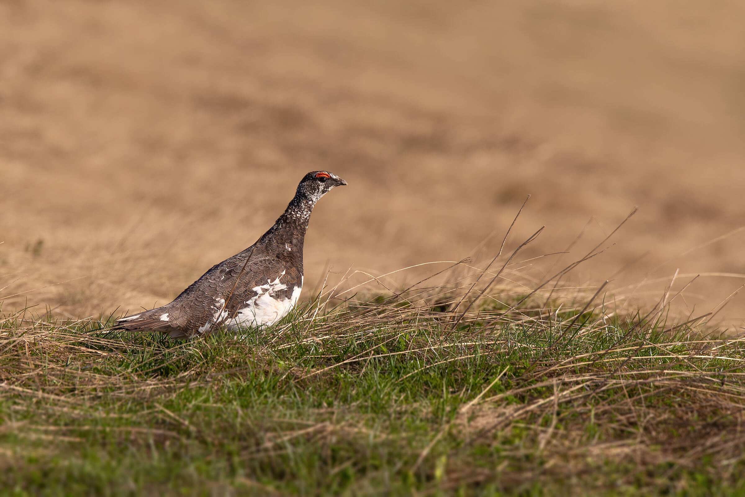 cambio stagione della pernice