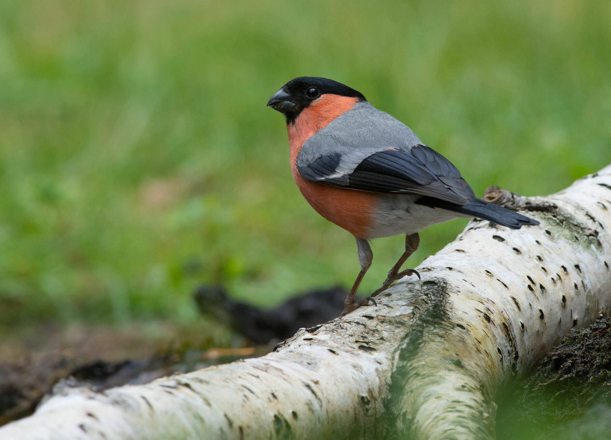 Bullfinch