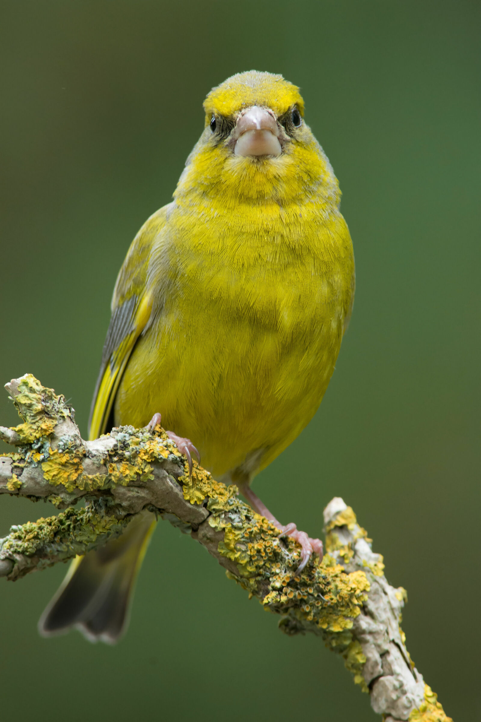 Greenfinch