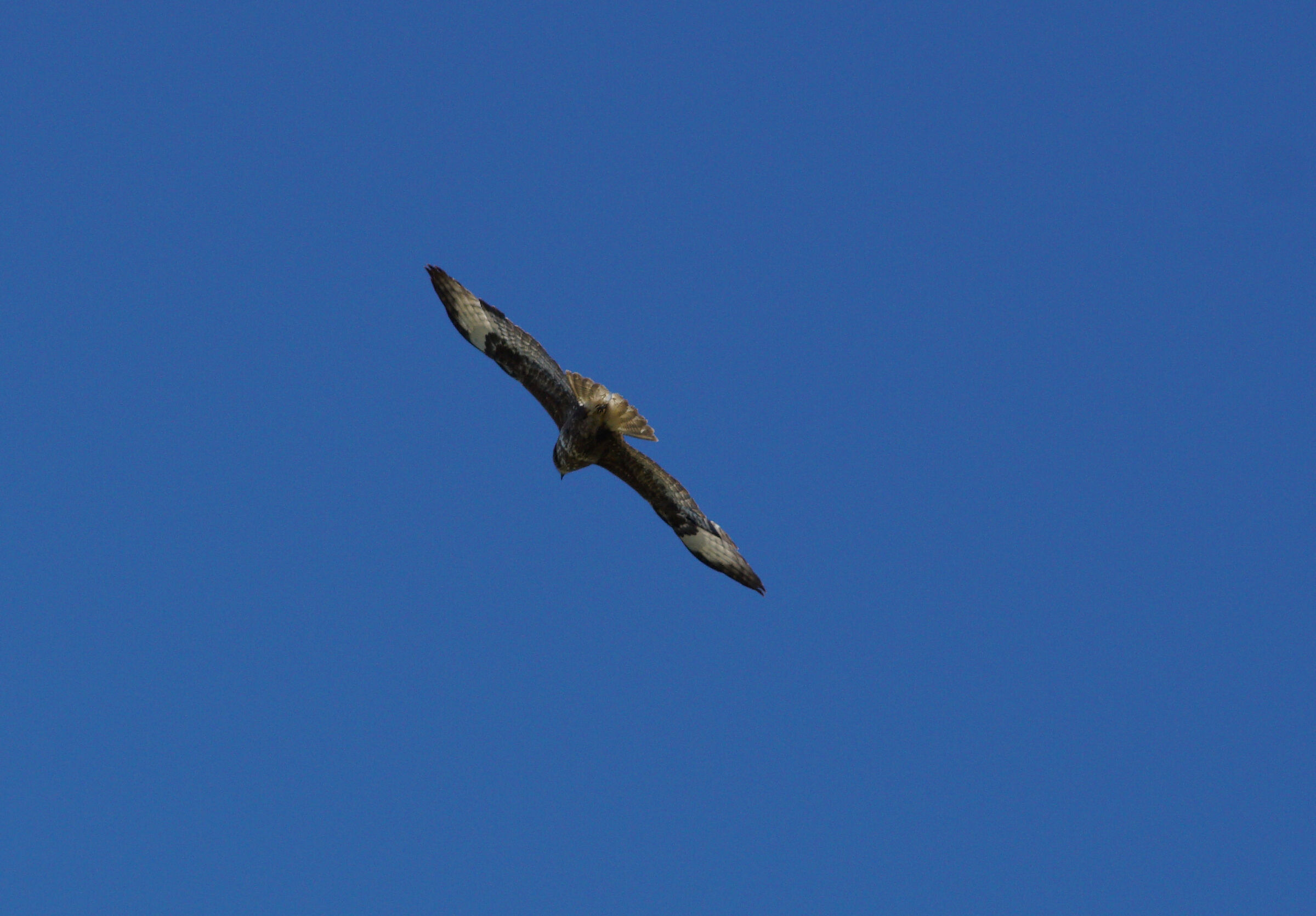 flooring is back view