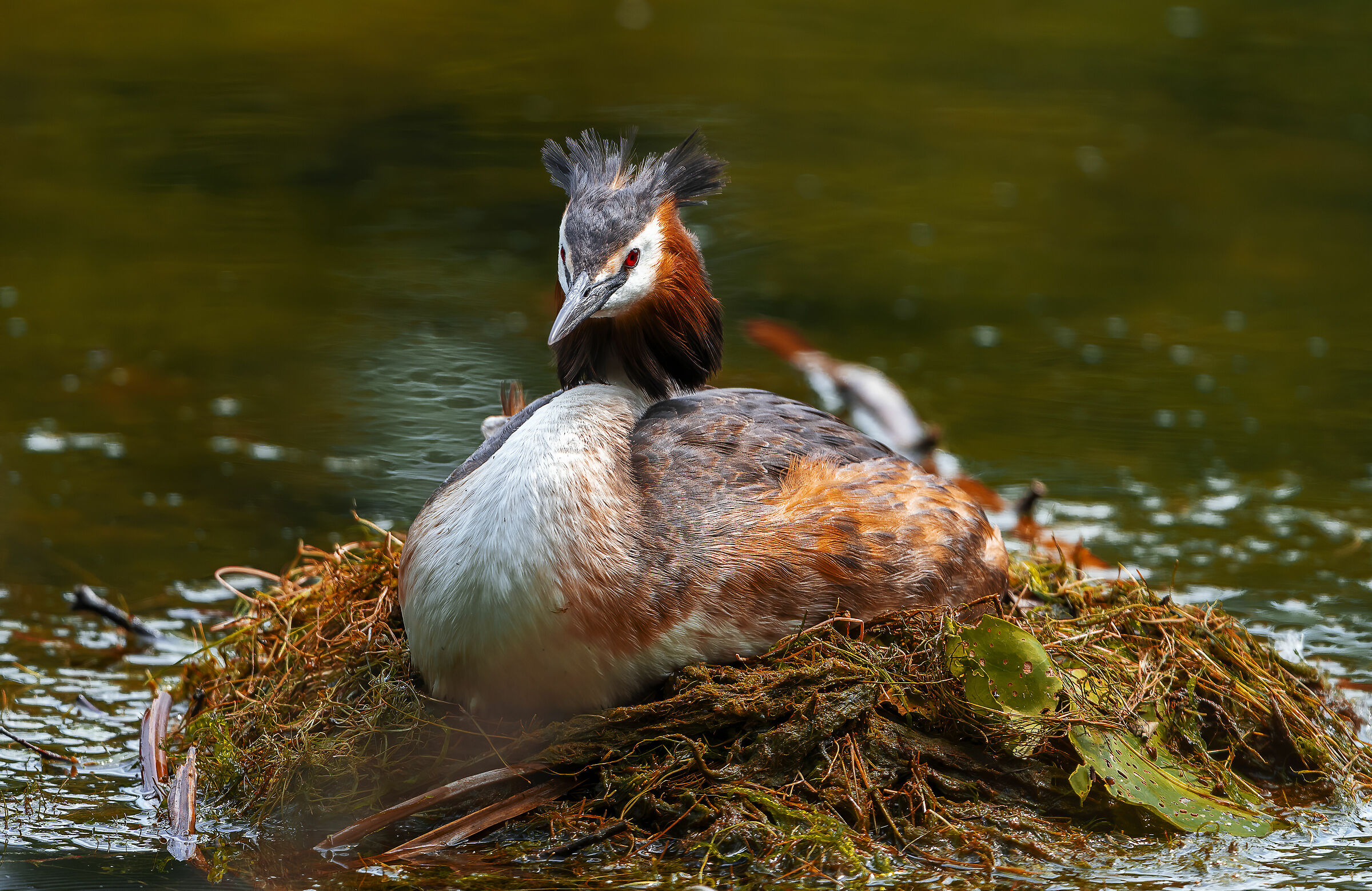 grebe incubating
