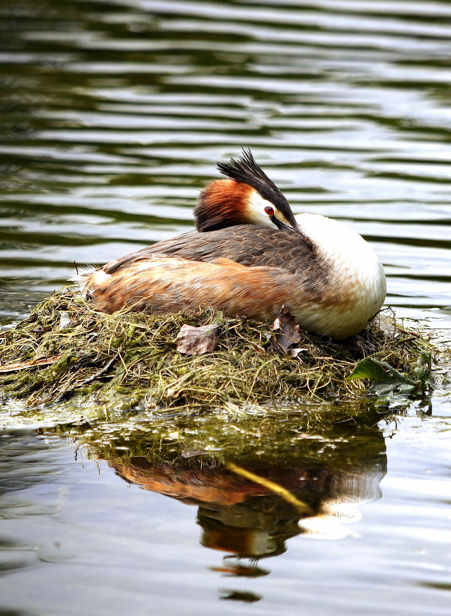grebe incubating