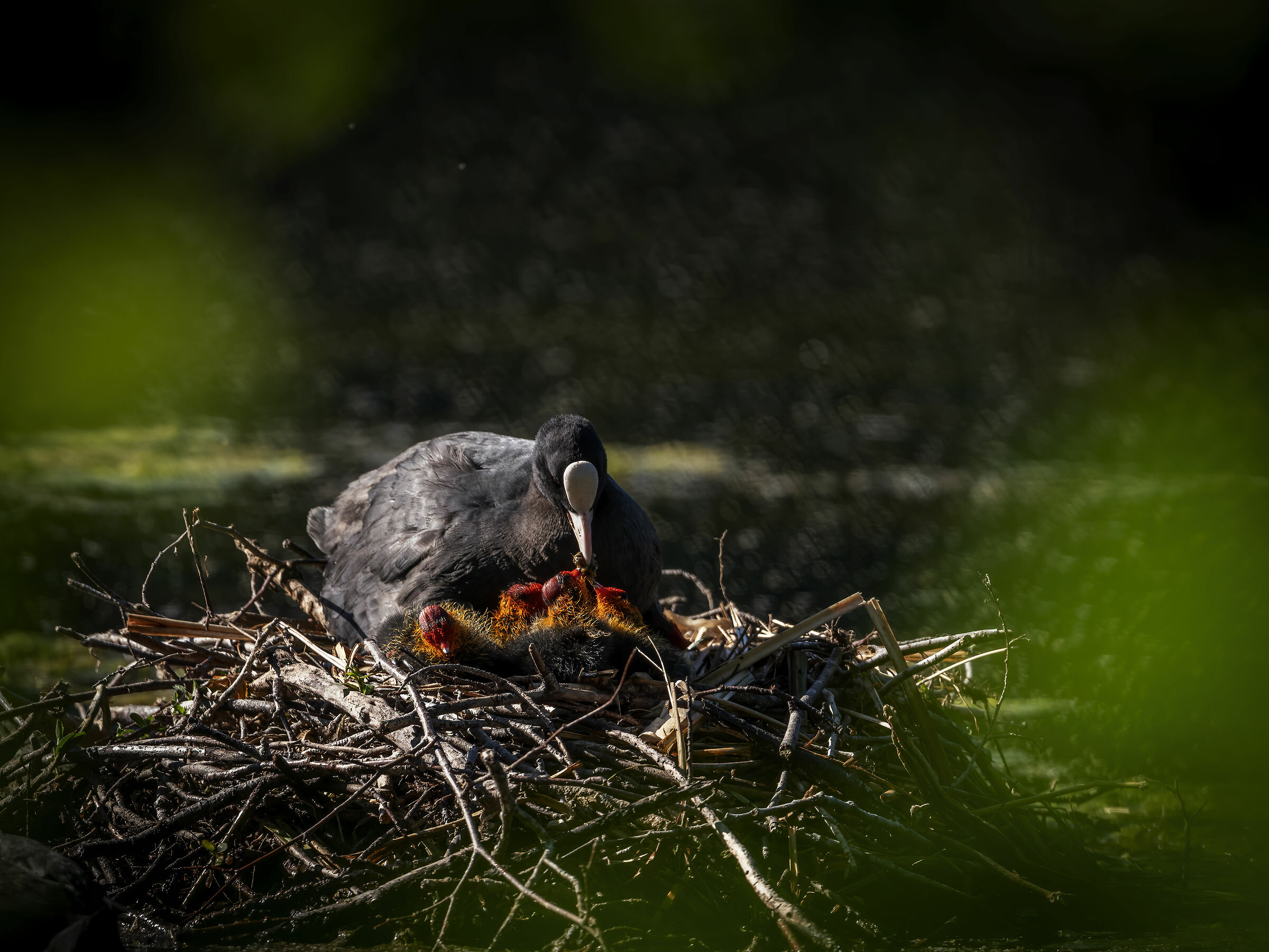 fouleque with chicks