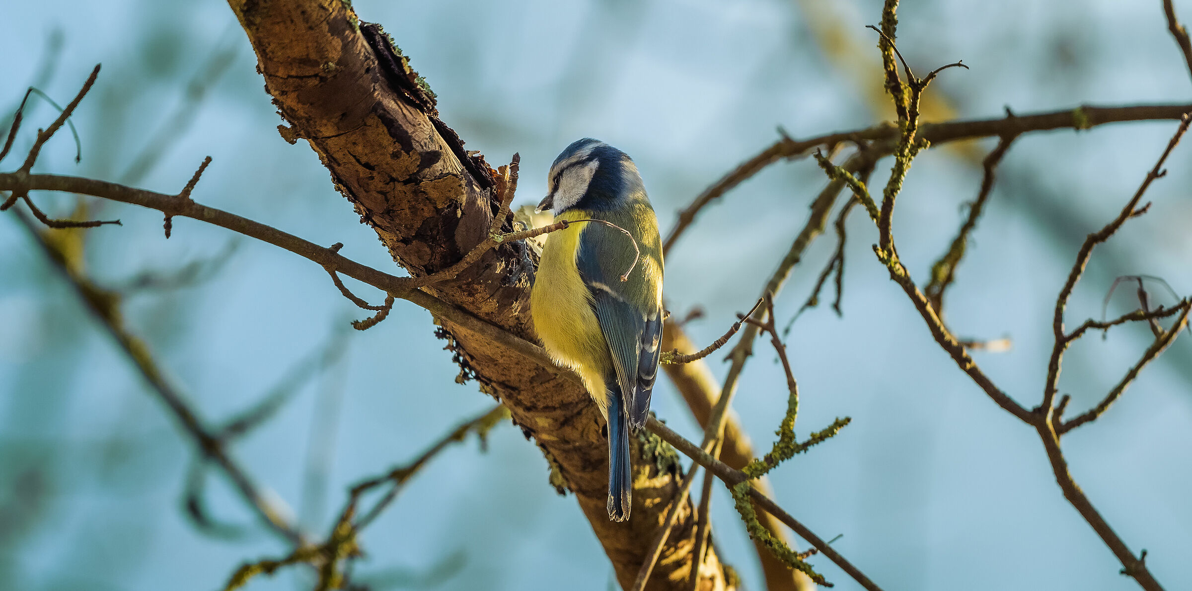 blue TIT