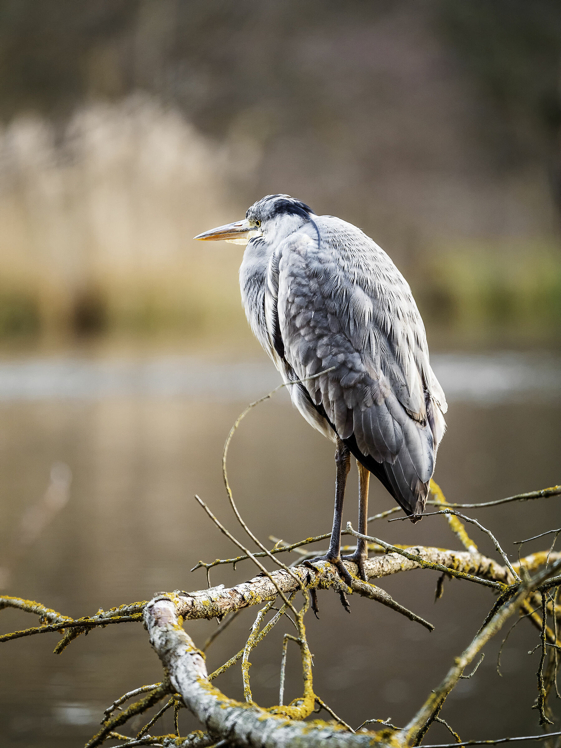 grey heron