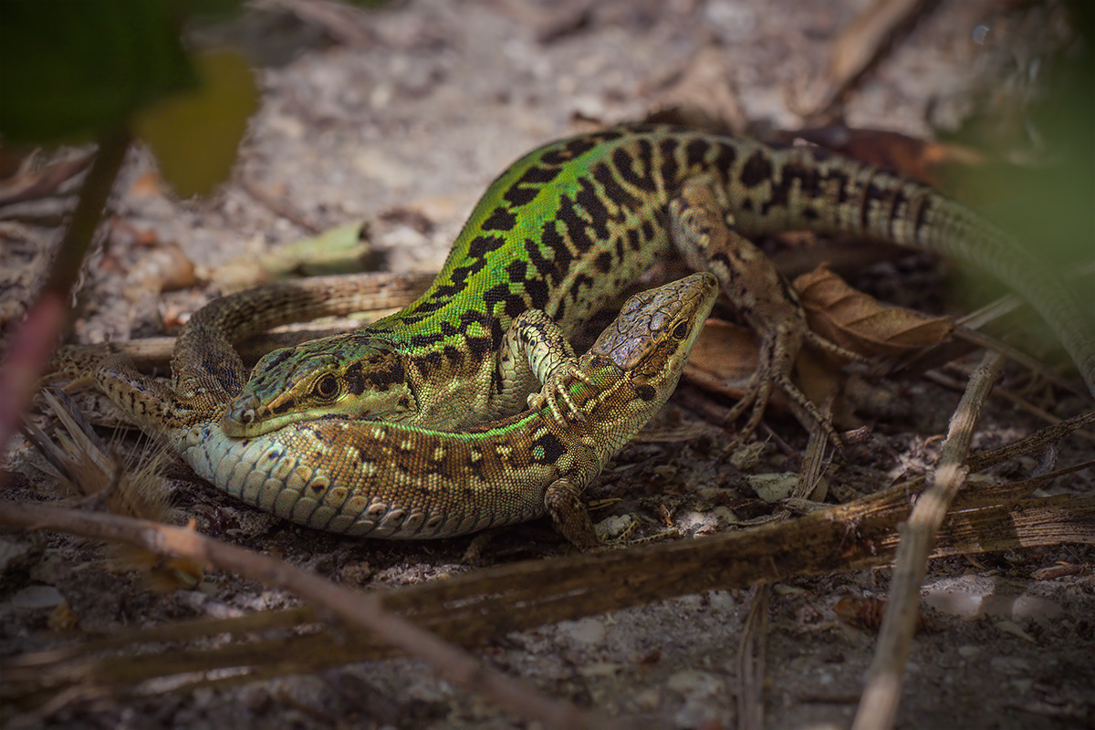LucertoLotte (Podarcis siculus)