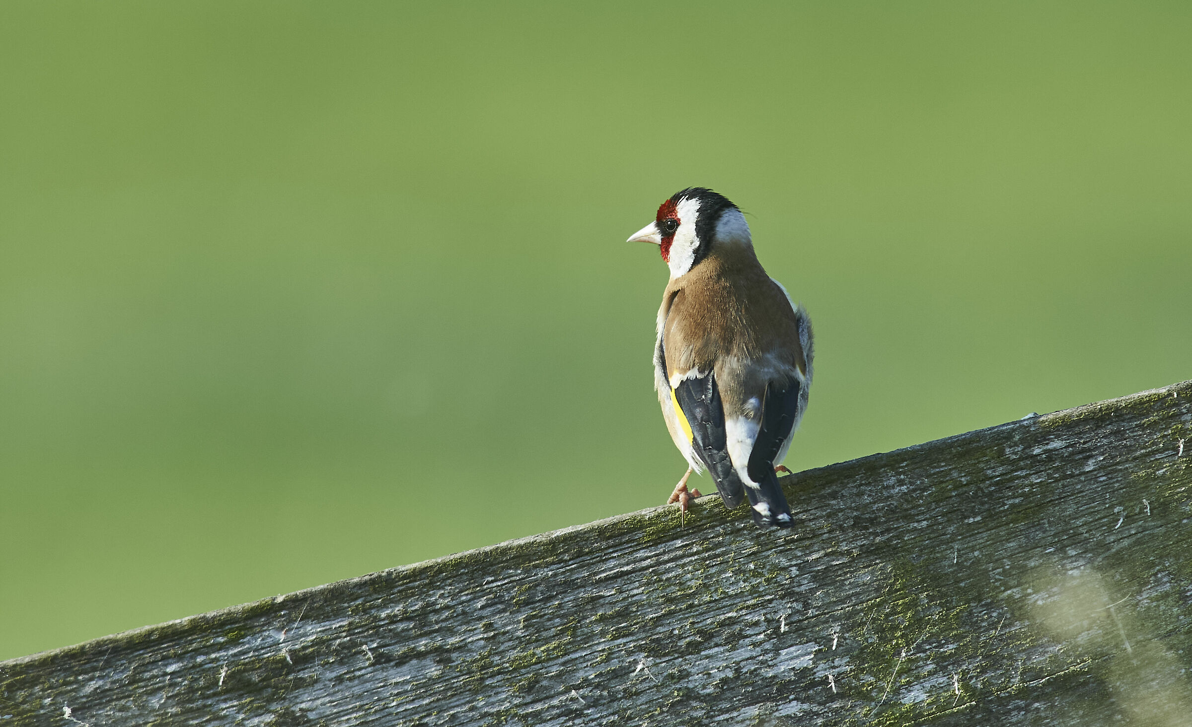 Goldfinch