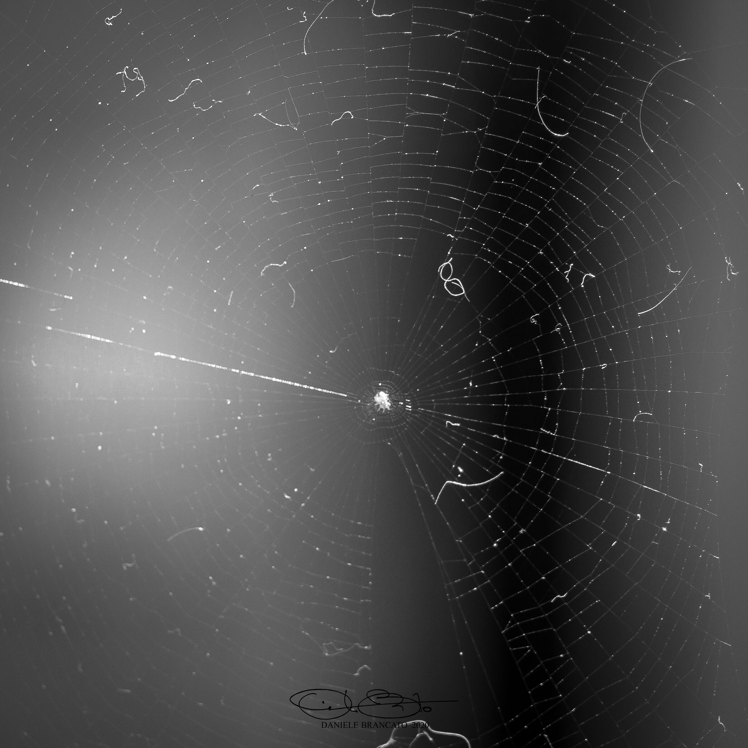 spider web