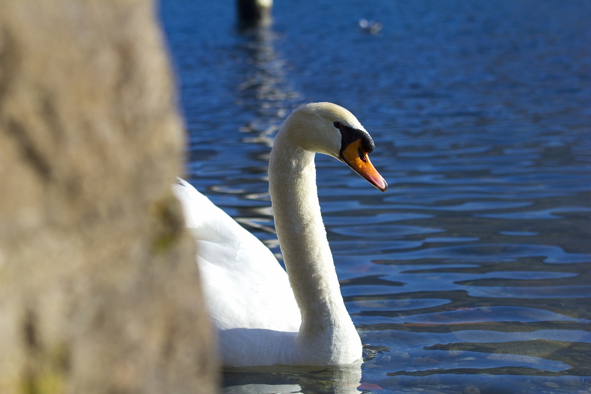 Swan