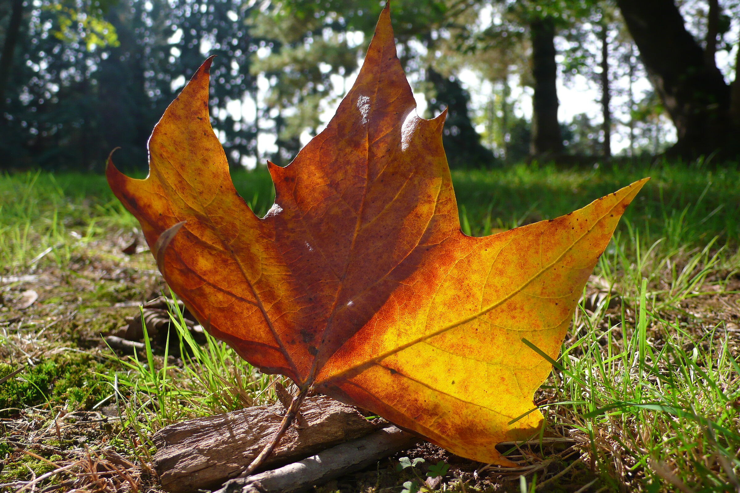 Autumn