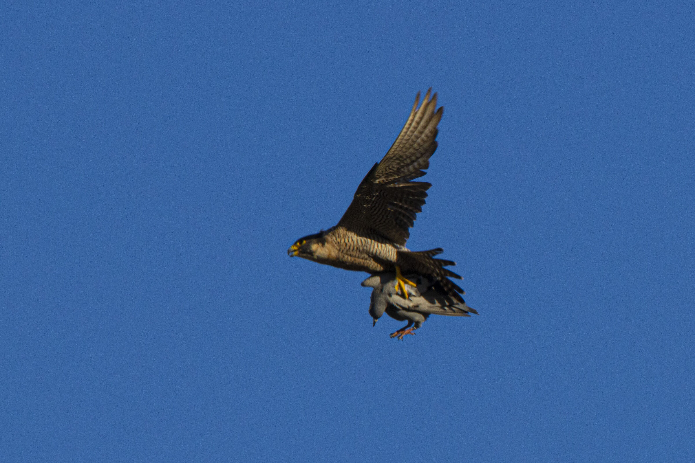 Falco pellegrino con preda