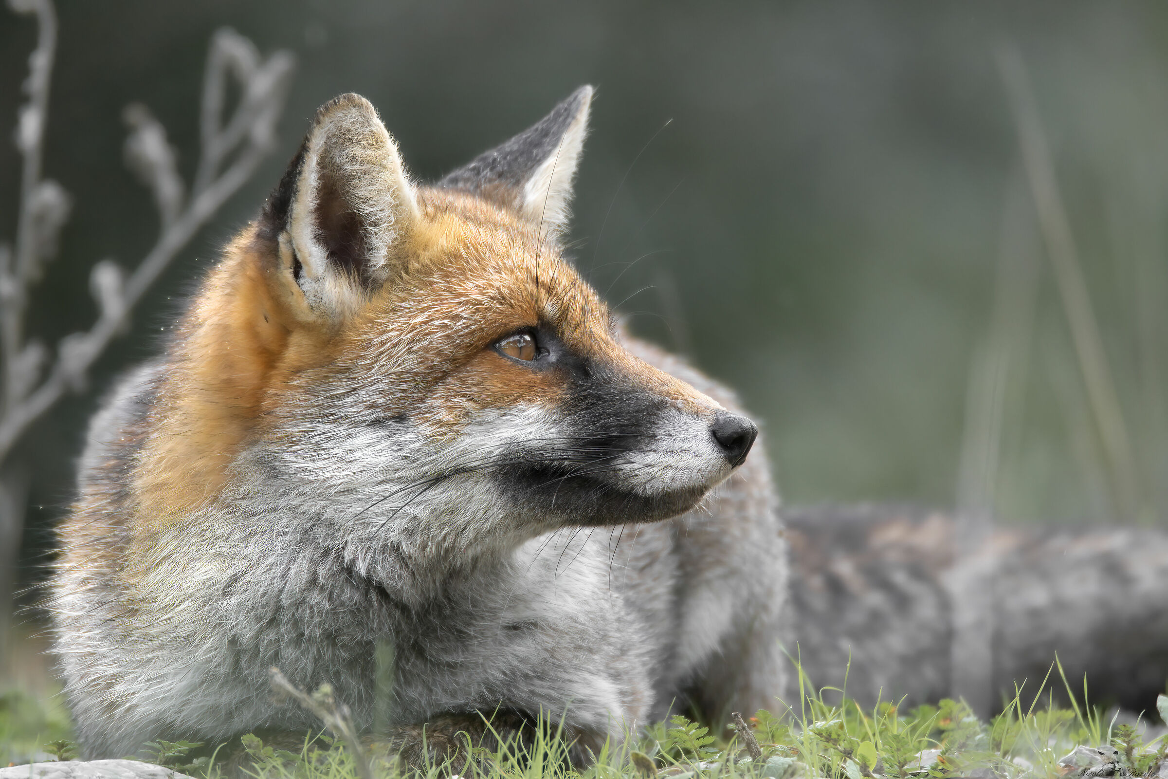 Fox